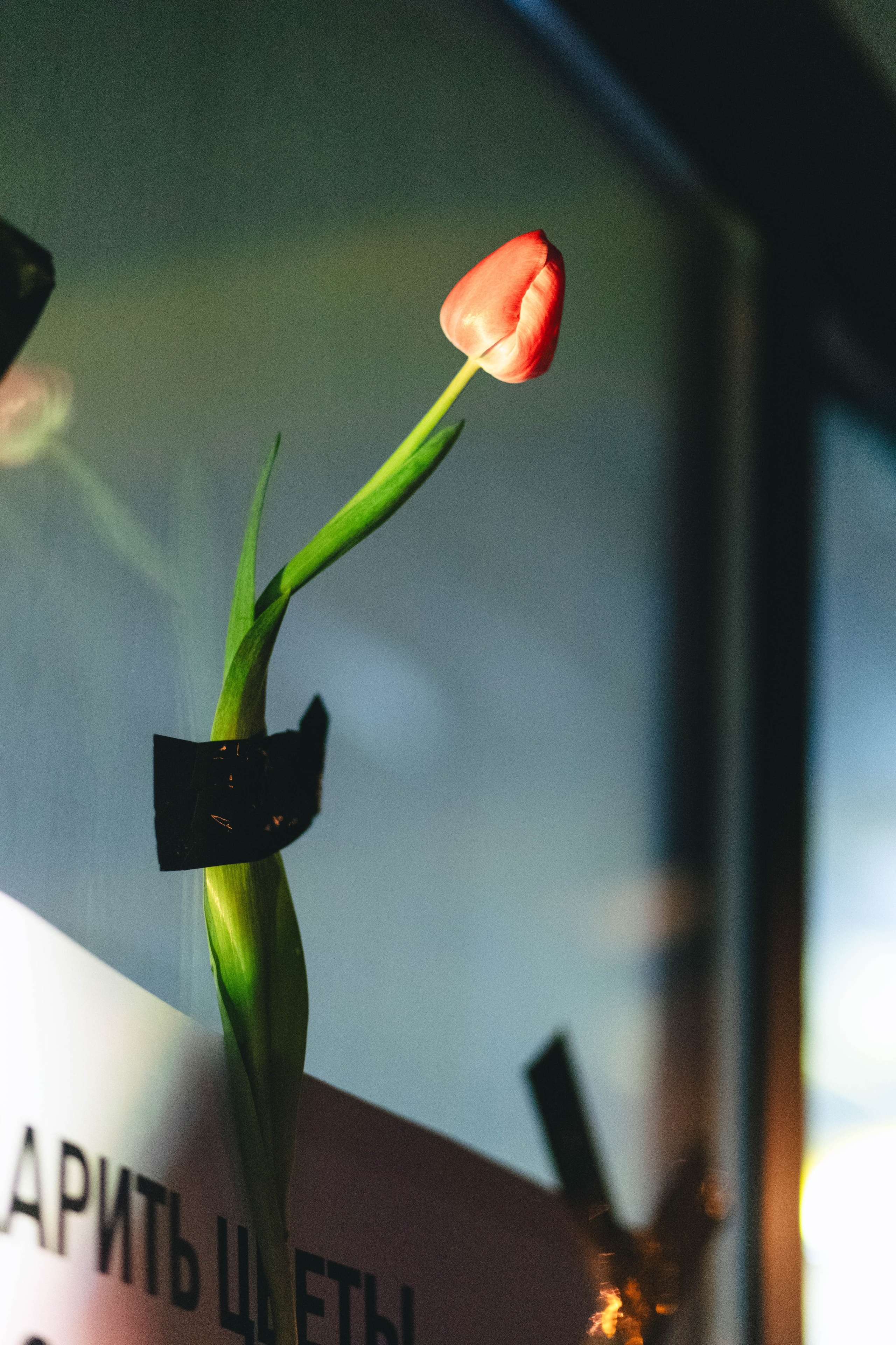 PARTY STIL ВЕСНА | Парк Культуры. Фотограф в Ставрополе Алина Клочкова