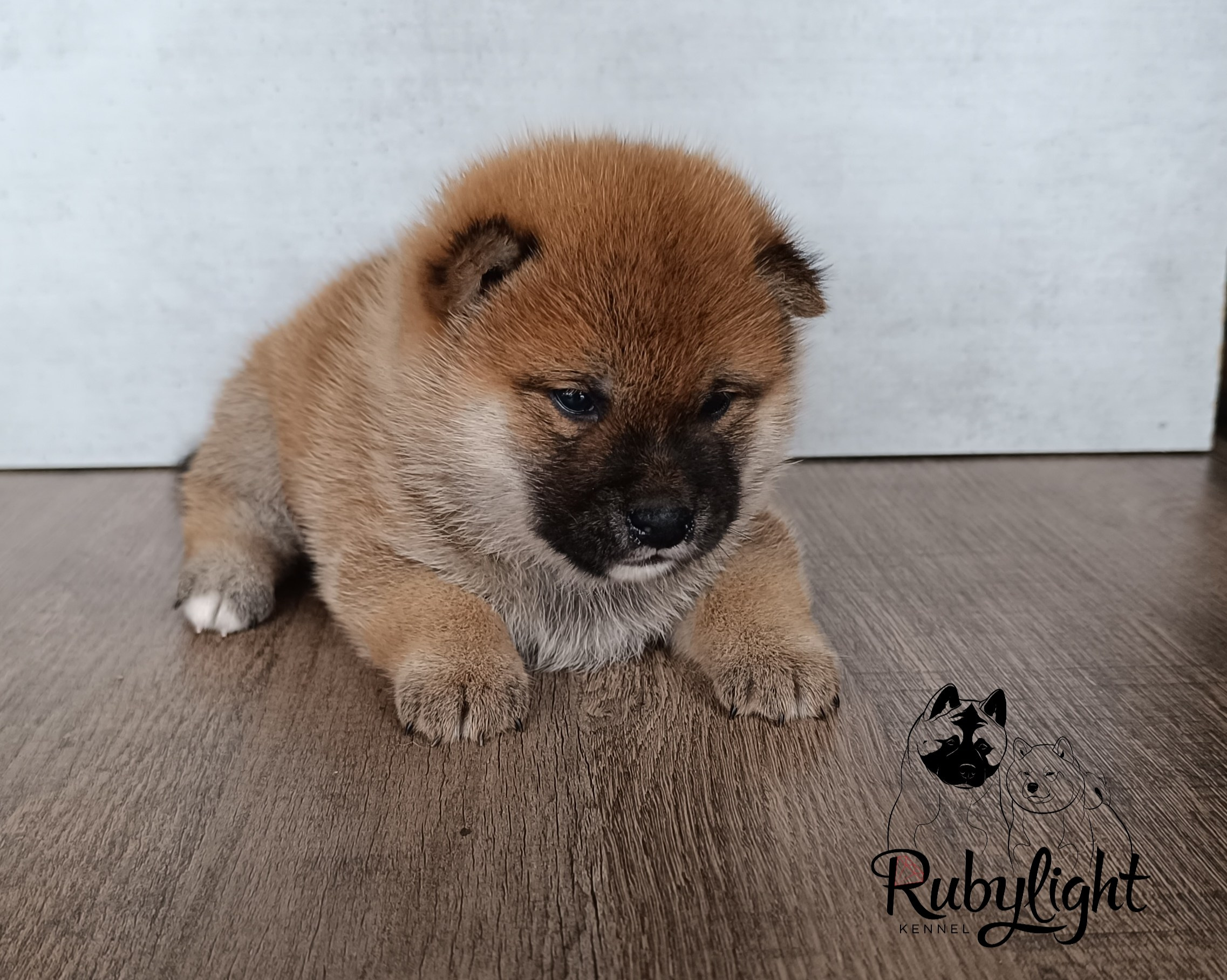 Сиба Rubylight Ellis питомник Рубилайт 