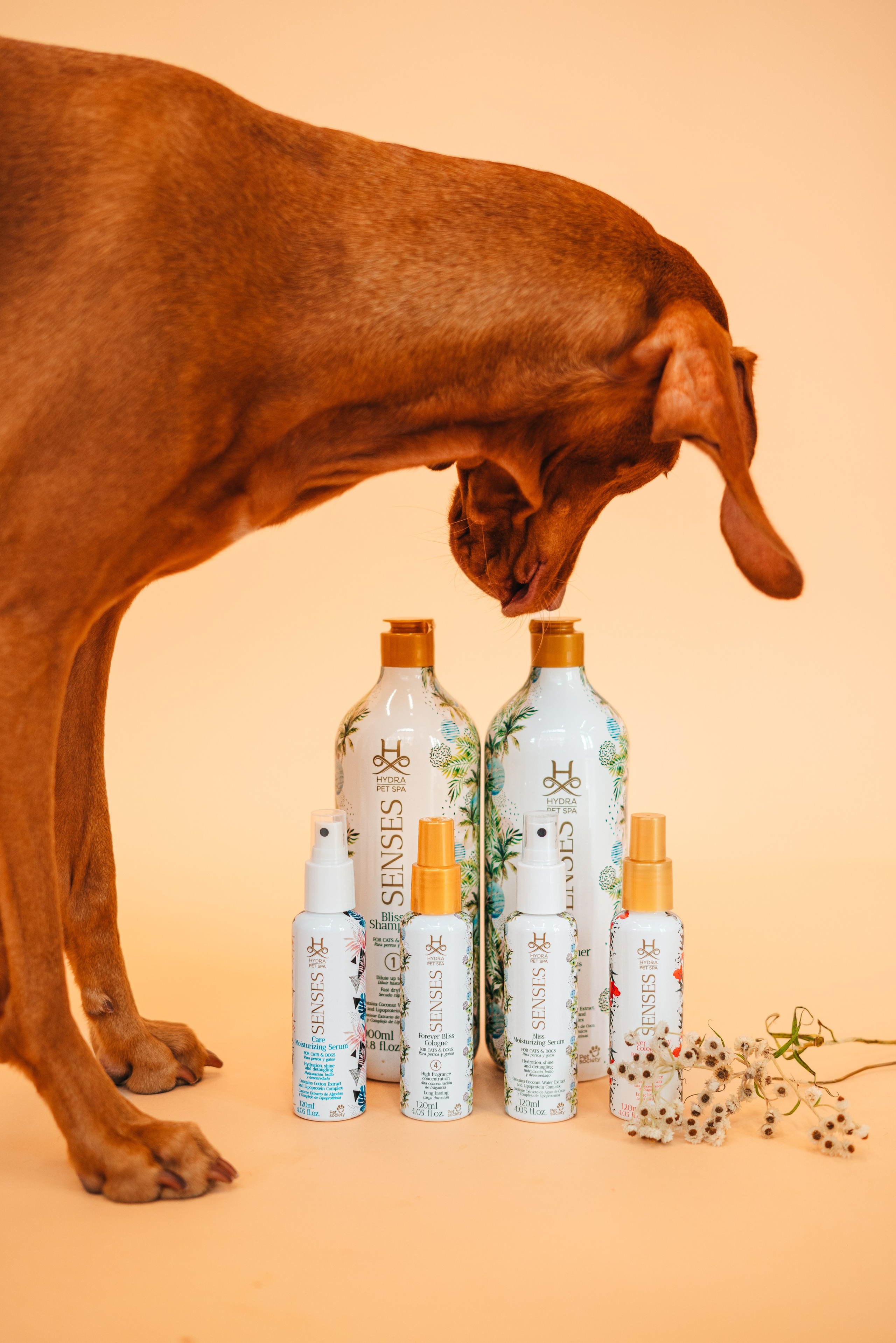 Груминг — салон. Фотограф анималист Осипчикова Мария