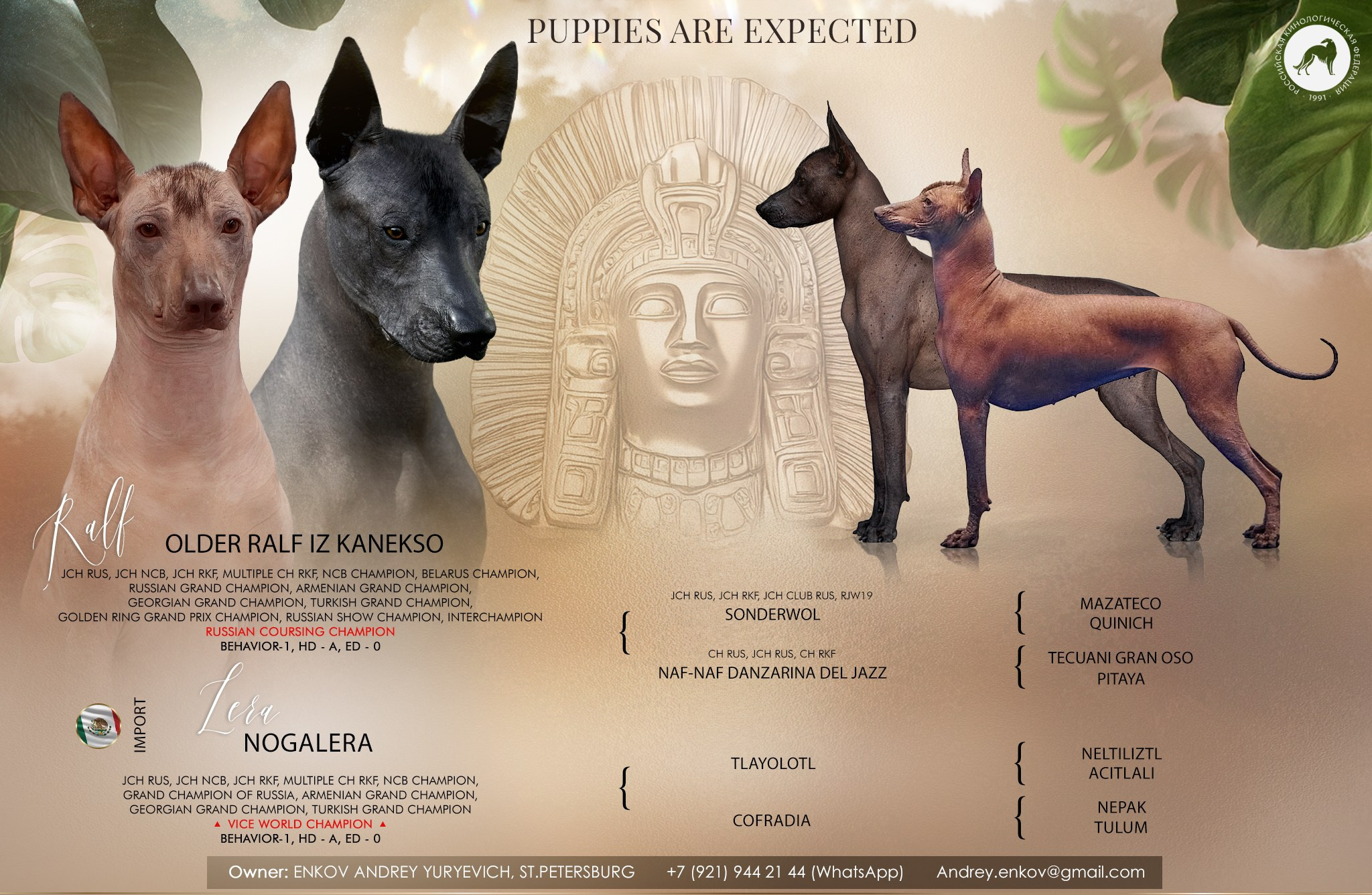 Презентация помета ксоло