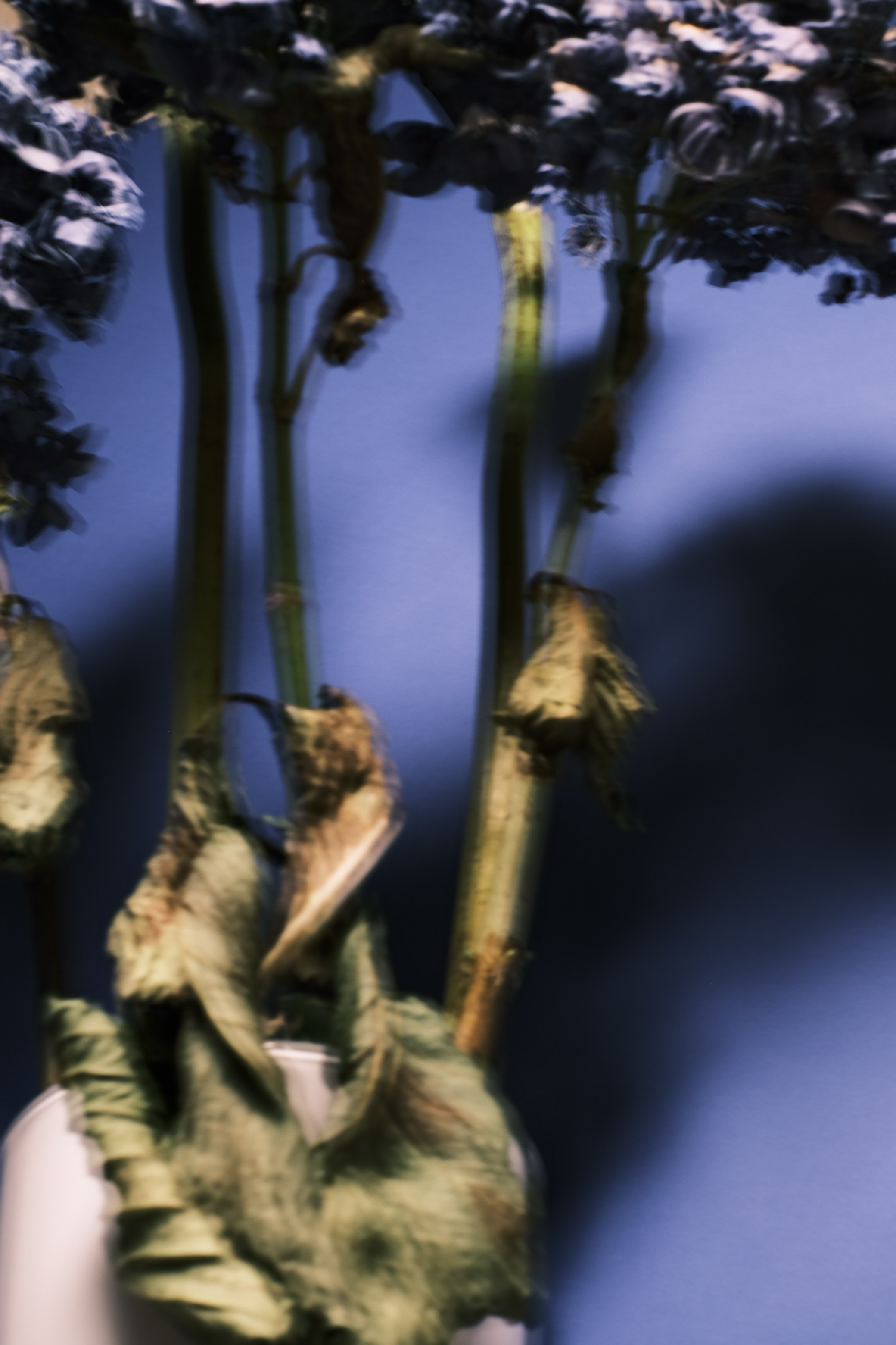 Цветочные принты. Фотограф Анна Чанаях