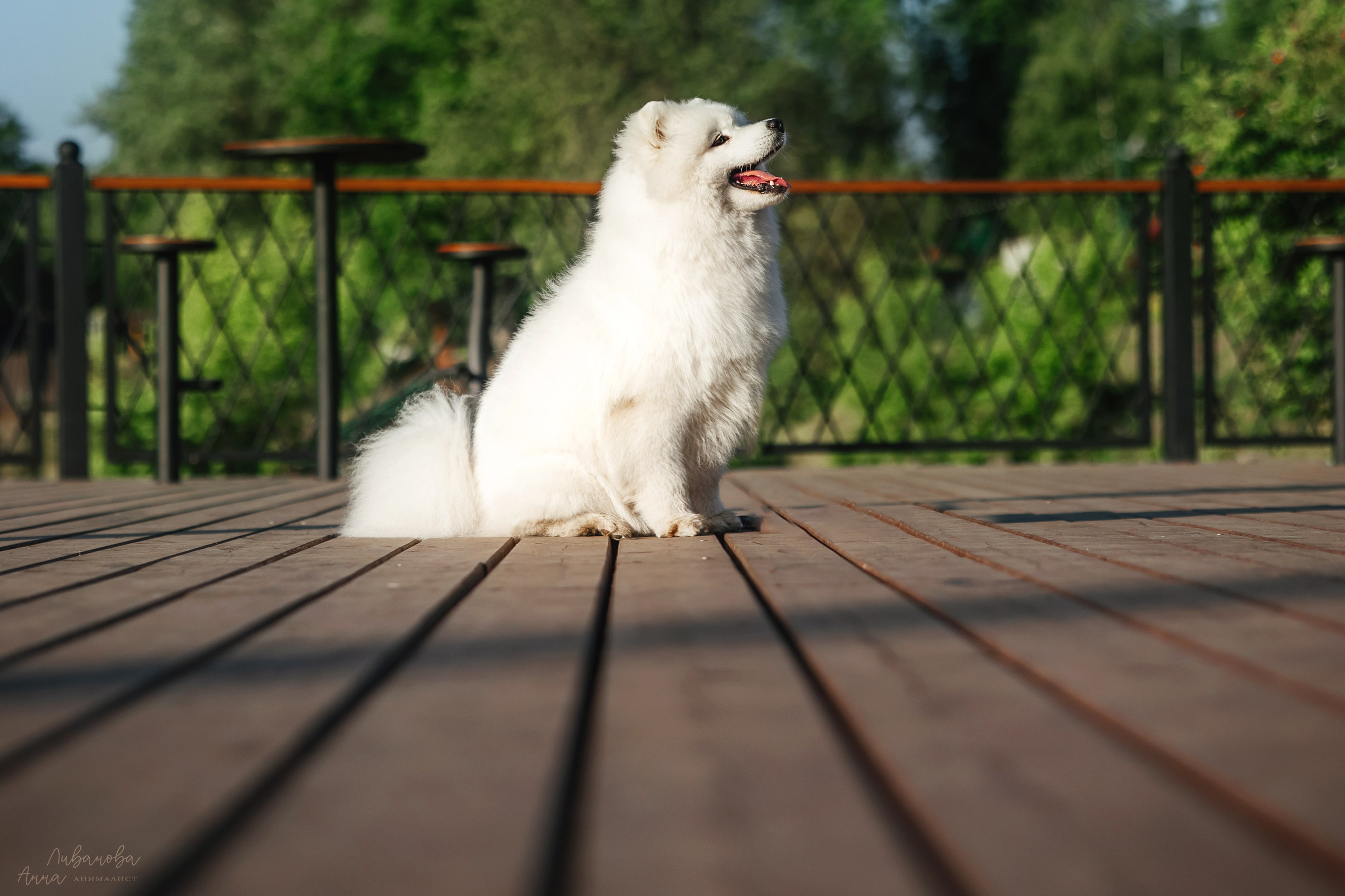Наташа и Кимми. Фотограф анималист Аня Ливанова | Рыбинск