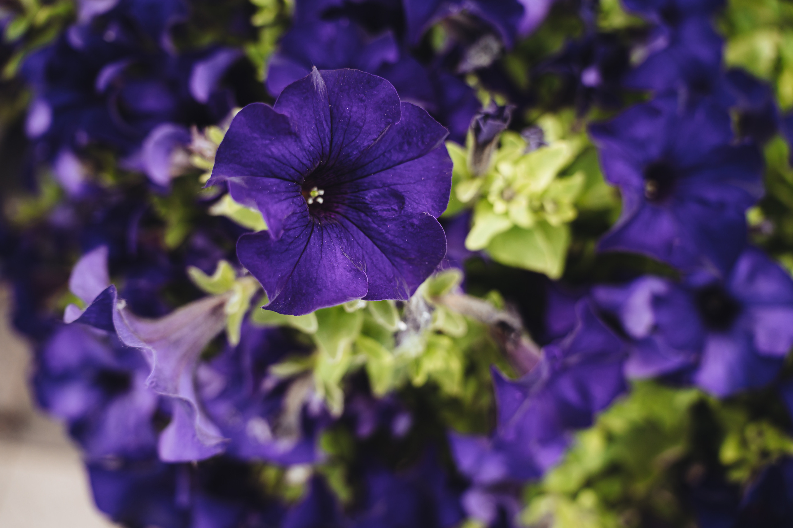 «Ritz Carlton». Свадебный и Репортажный фотограф в Москве — Шестак Константин