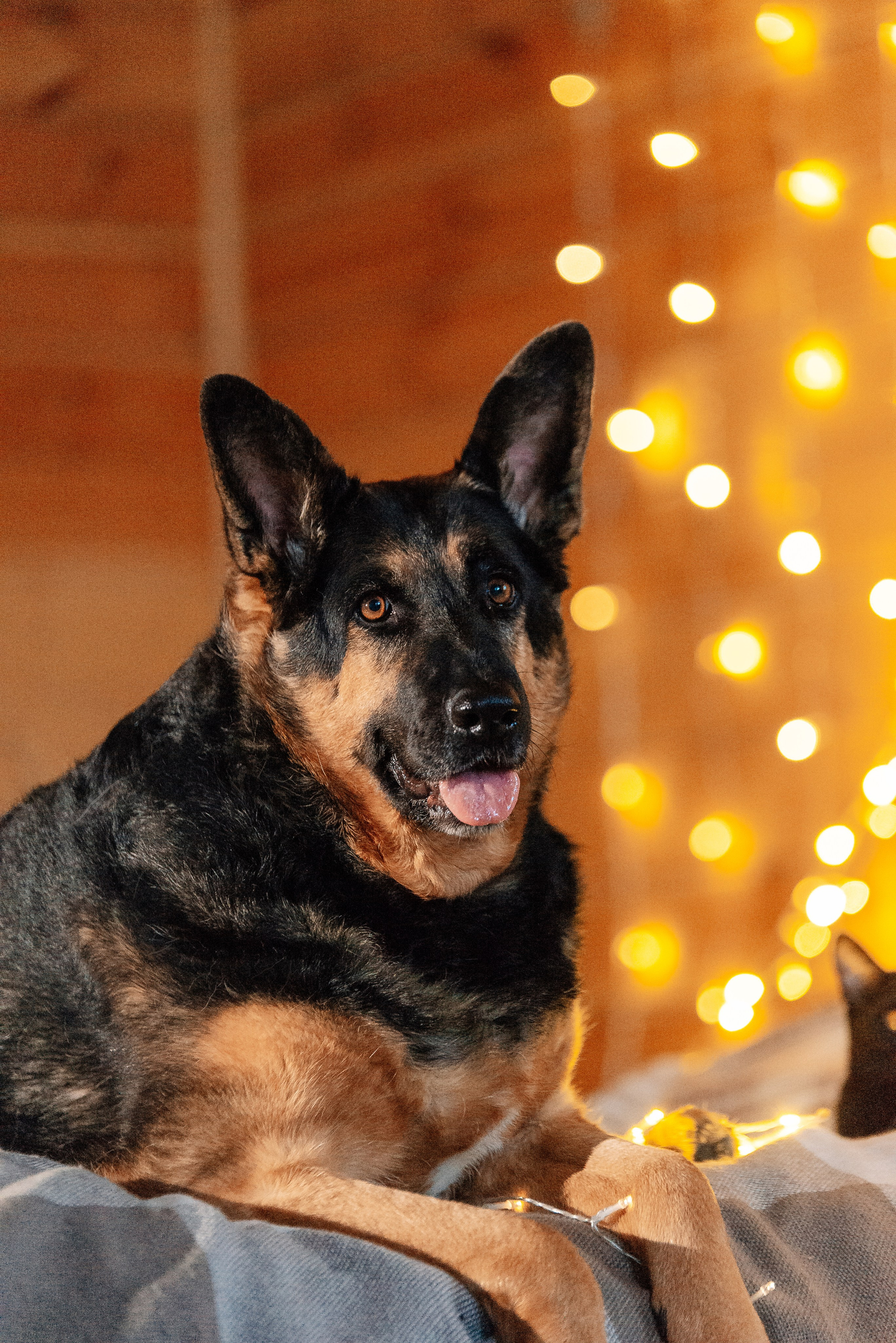 Светлана, Альфа и кошки ✨. Фотограф-анималист Анастасия Парфенова|Екатеринбург