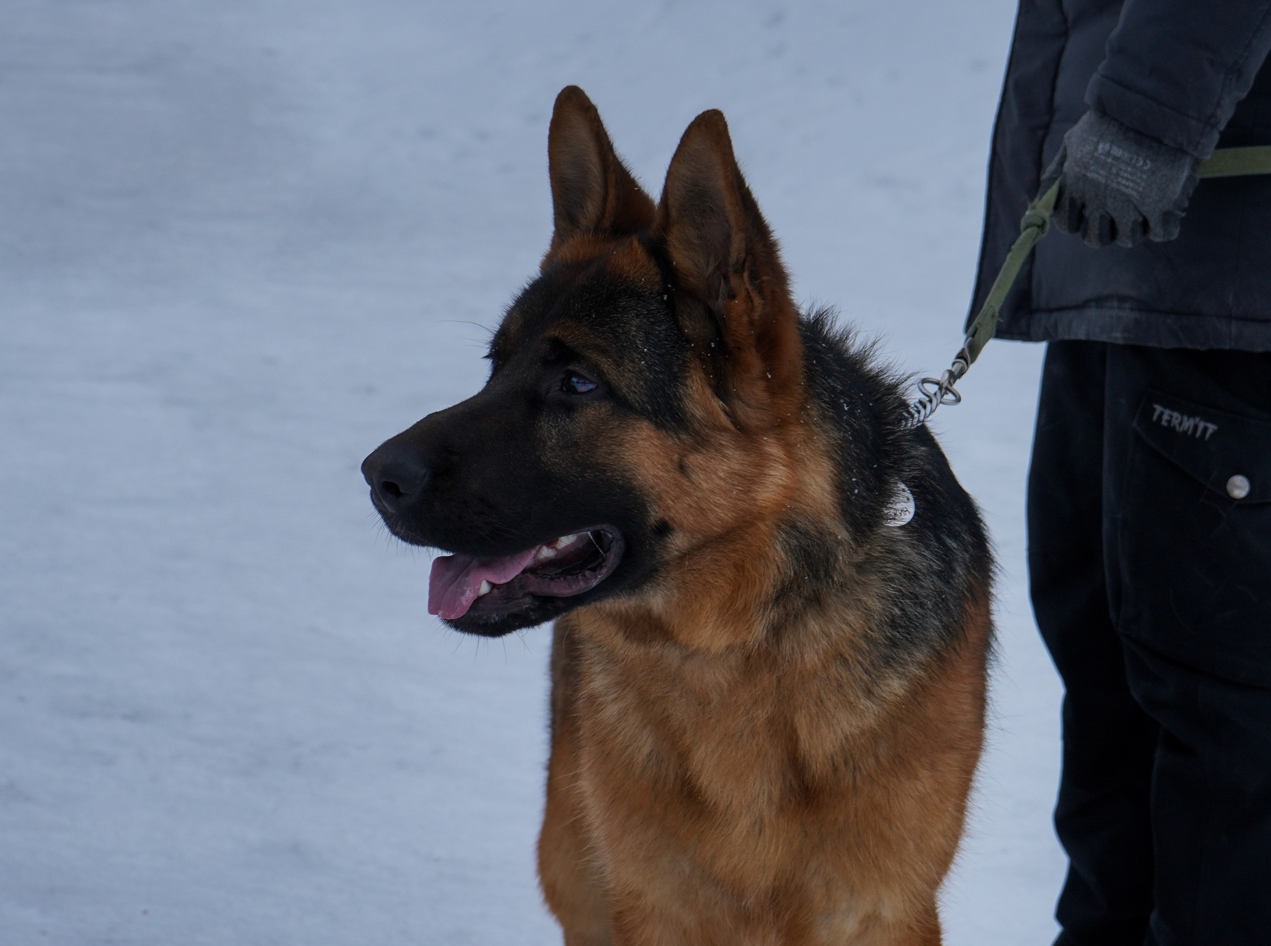 Фотосессии Пушистиков. Фотограф в Санкт-Петербурге Виктория Барышникова