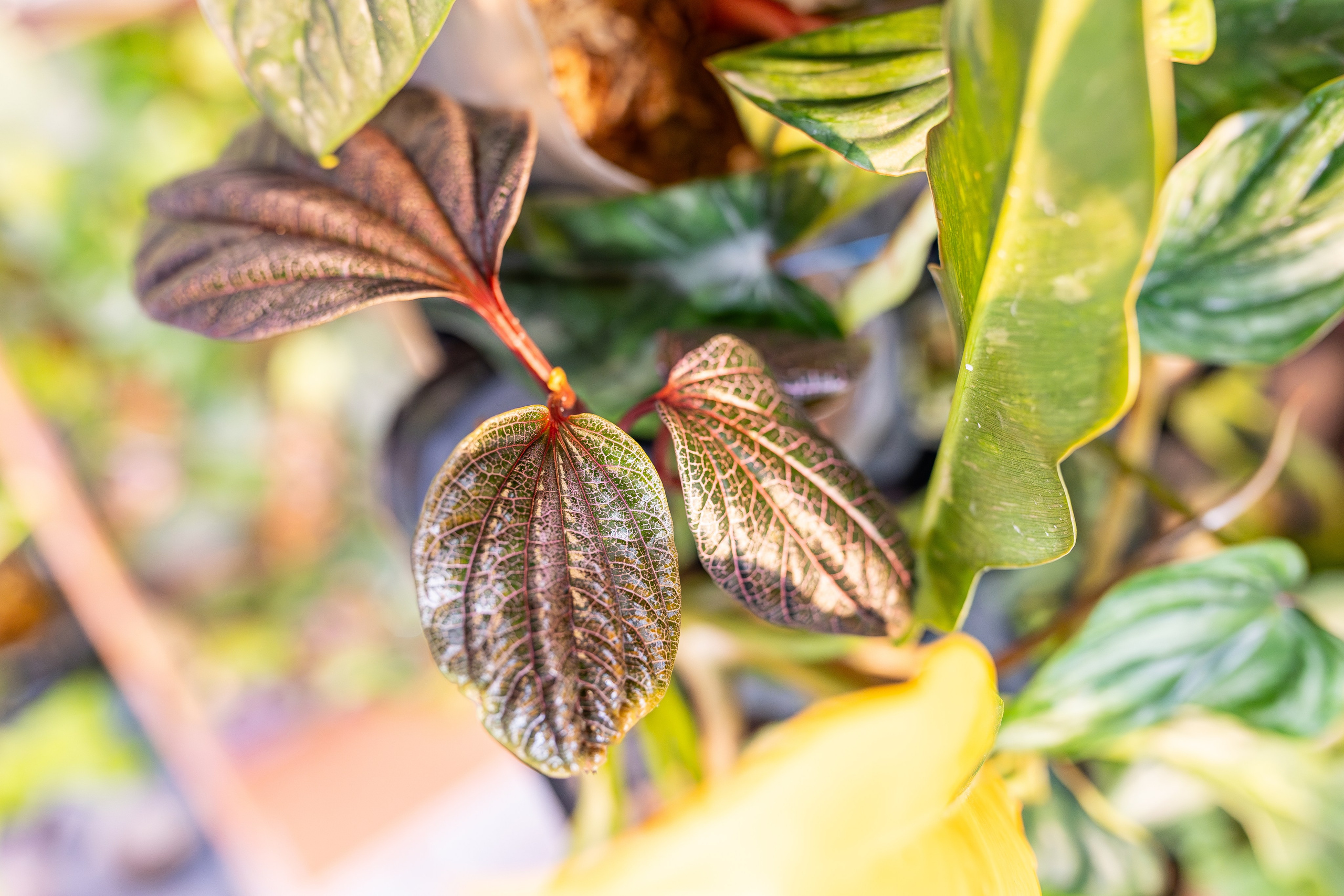 Монстериум апрель 2026. Александра Куликова фотограф, Москва
