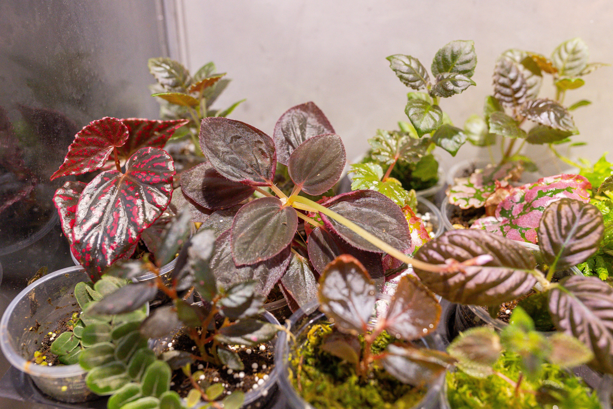 Ярмарка Green Rare 20.09.25. Александра Куликова фотограф, Москва