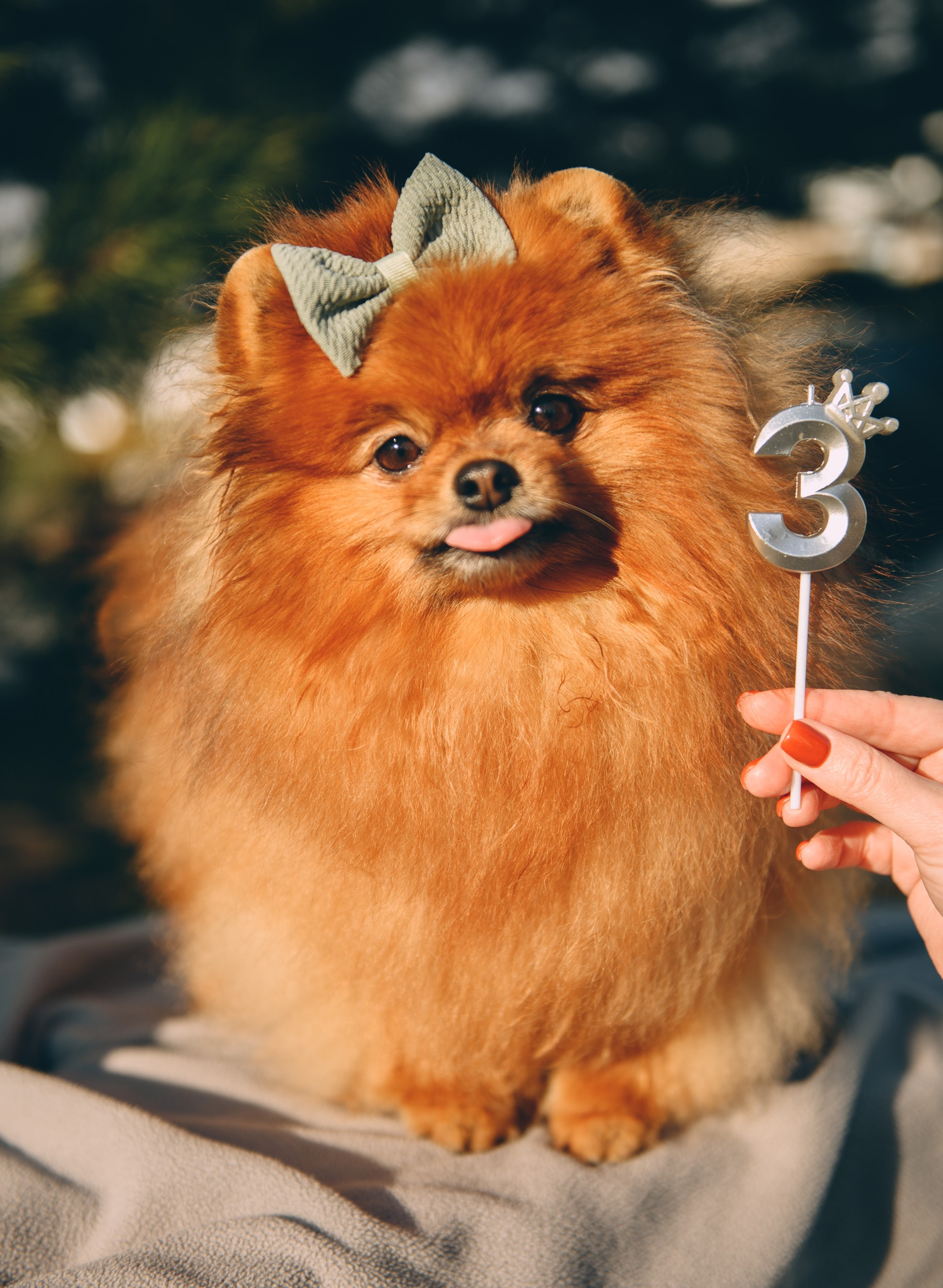 Пушистая фотосессия. Свадебный и семейный фотограф София Невская