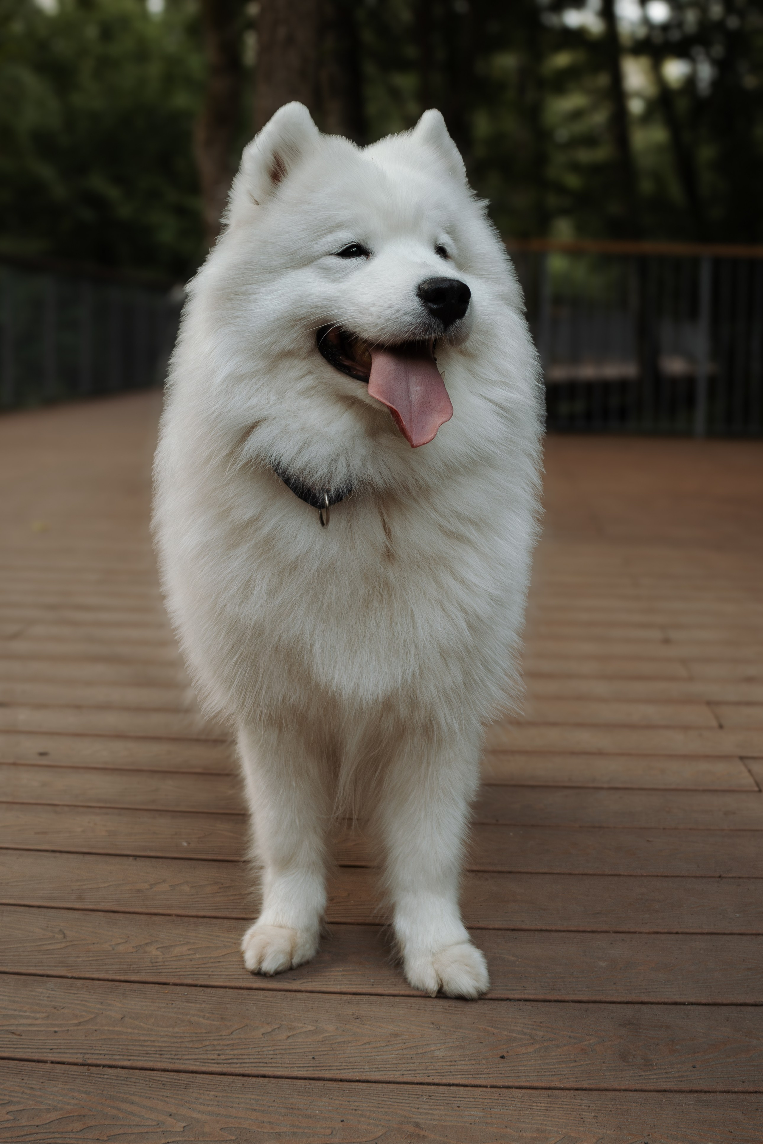 Фотосессия девушки с 2 собаками самоедами в лесопарке. Фотограф-анималист в Москве Екатерина Тихонова
