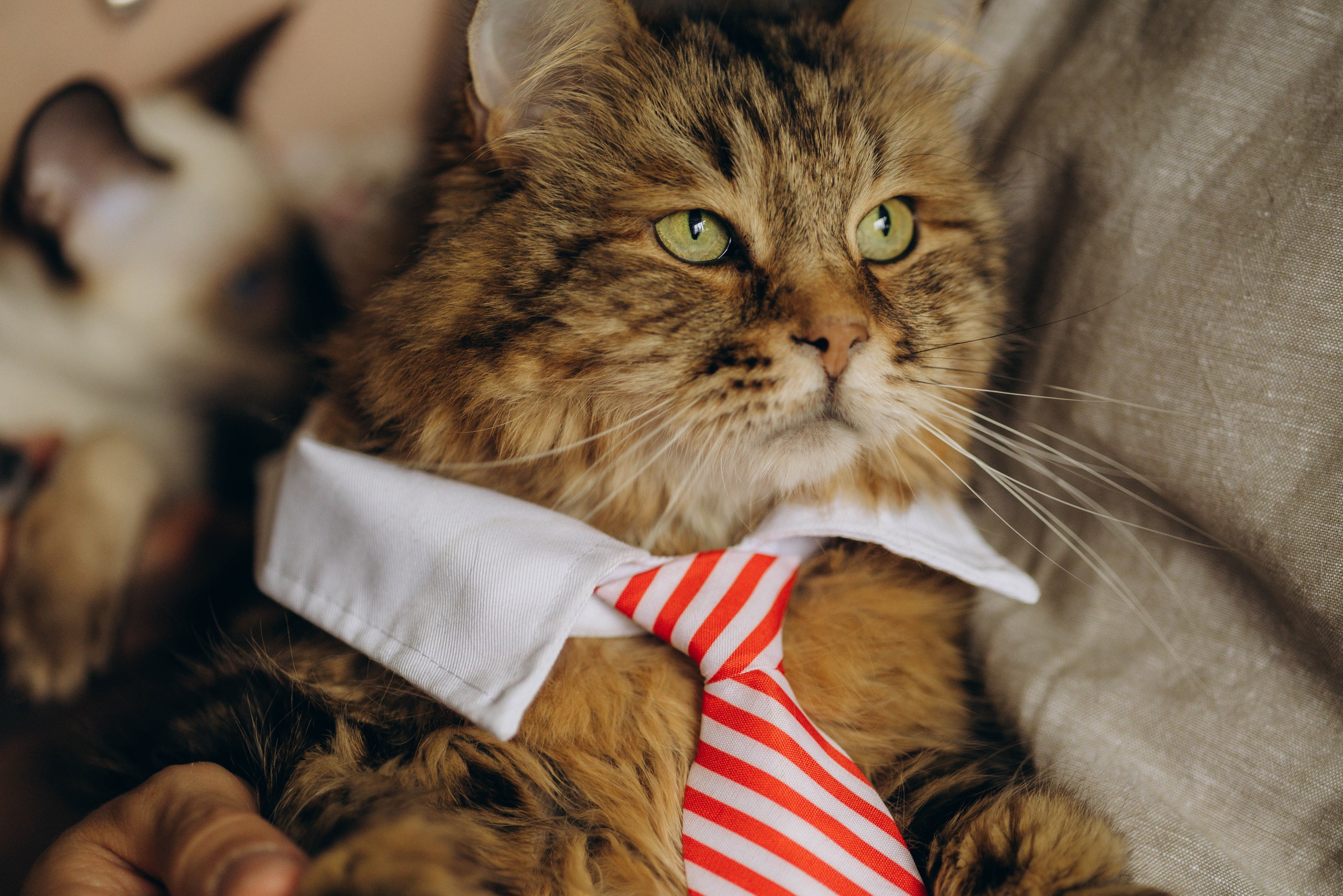 Аня, Костя и котики. Фотограф Саратов