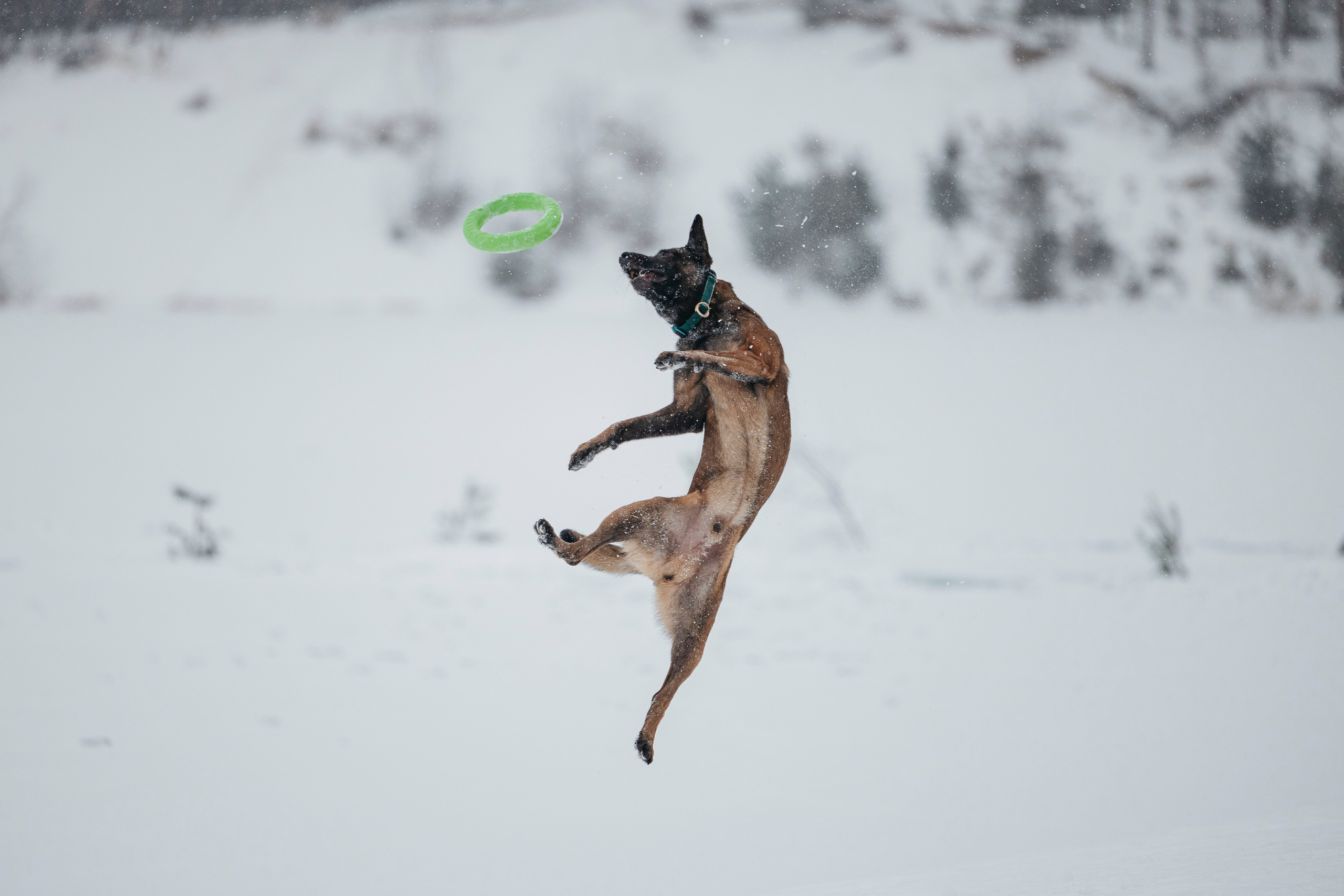 Карьер. Фотограф-анималист Анна Маринич