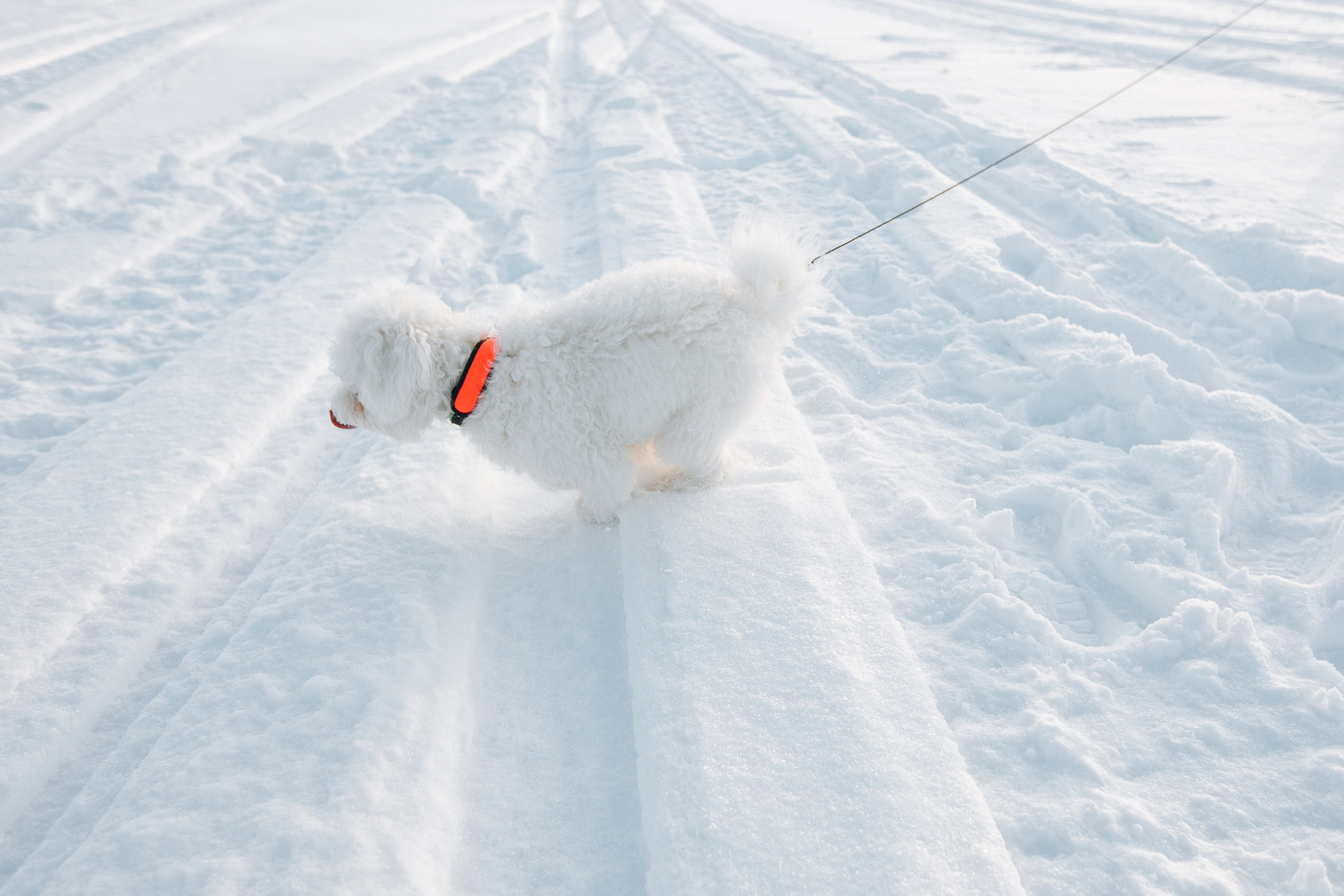 Зимние каникулы. Свадебный и портретный фотограф в Королёве Сергей Чихарев