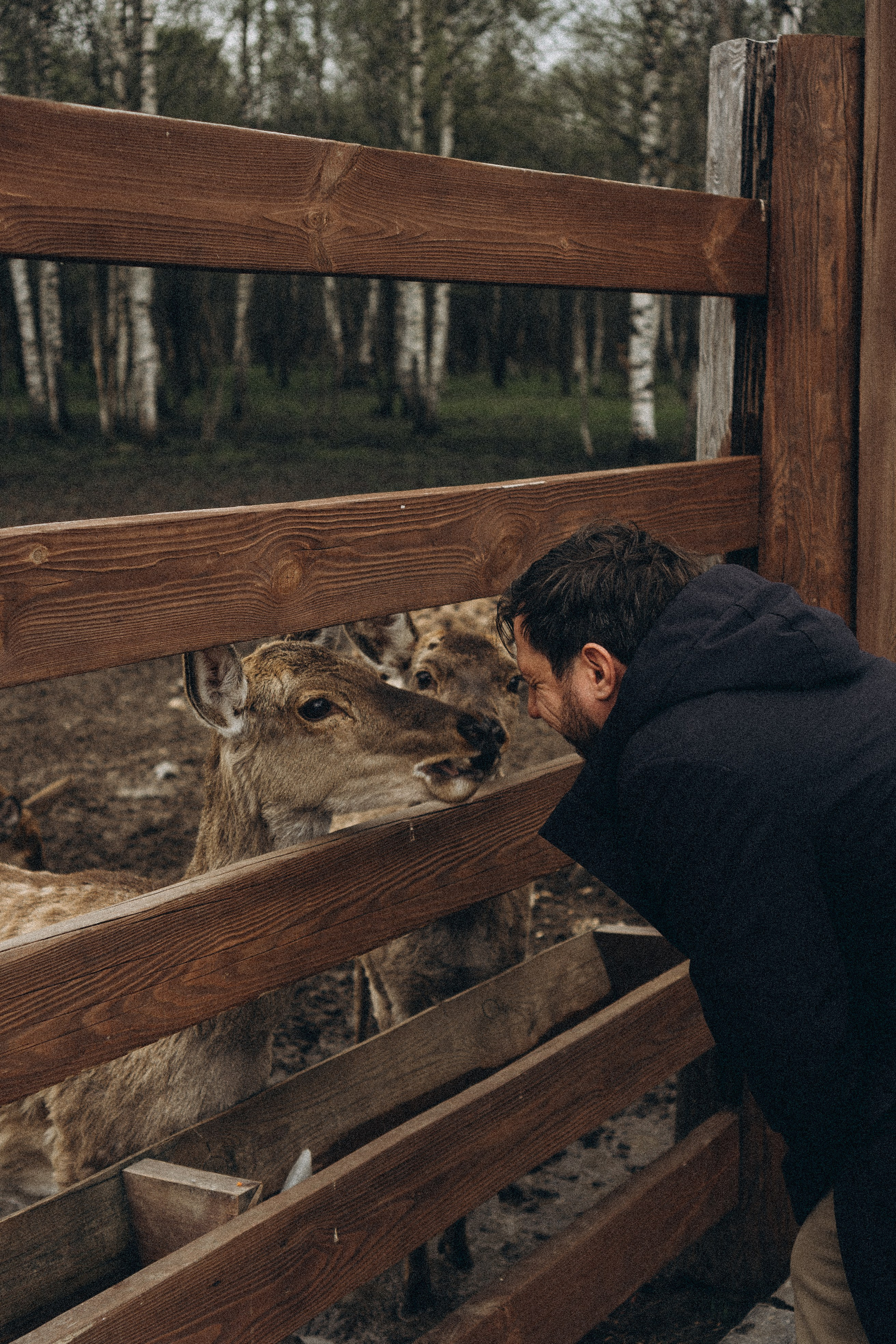 ОЛЕНЬЯ ФЕРМА В ТВЕРИ. Профессиональный фотограф, Санкт-Петербург — Виктория Богомолова