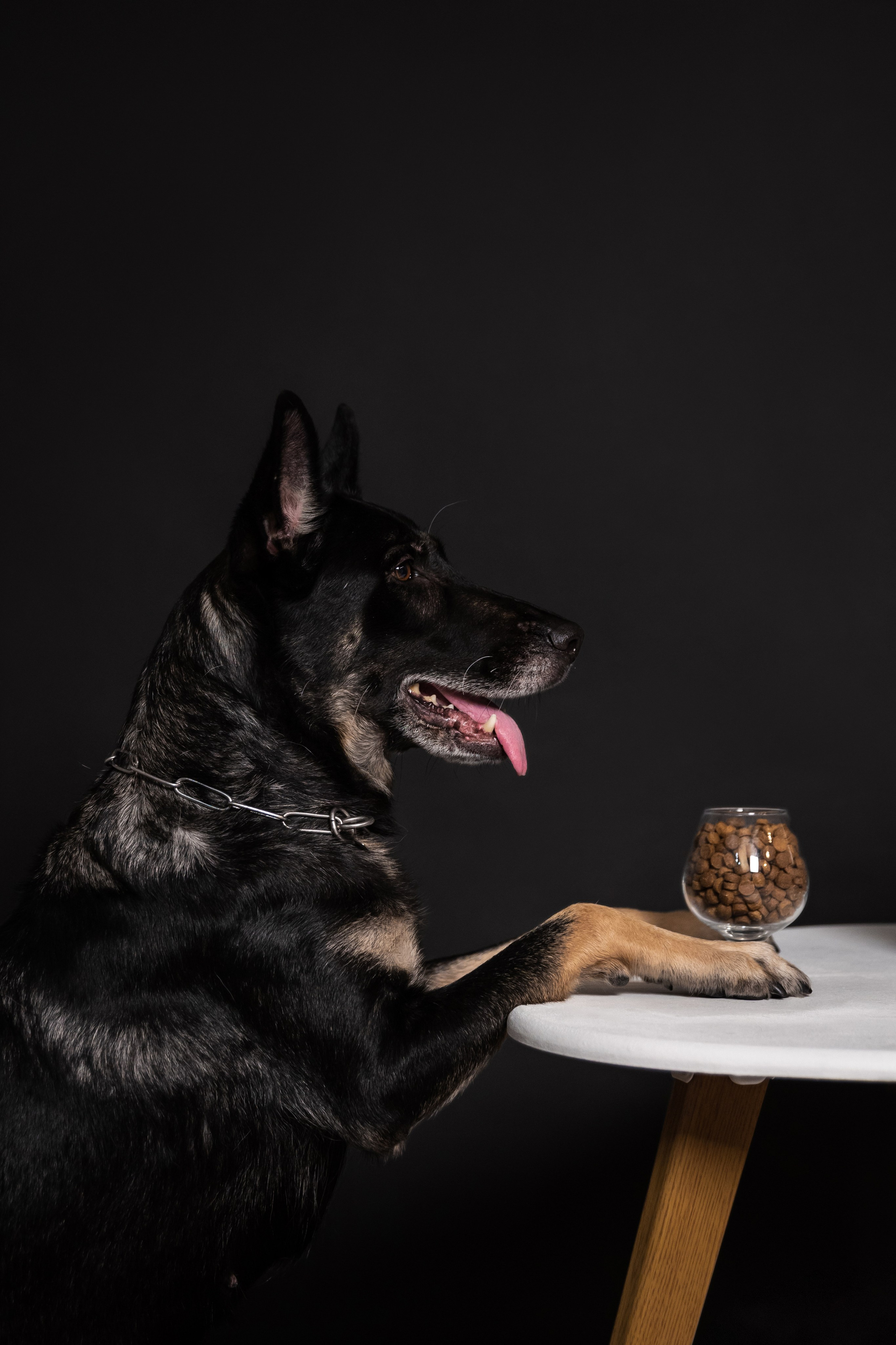 Power Dog Life корм для собак. Фотограф в Санкт-Петербурге