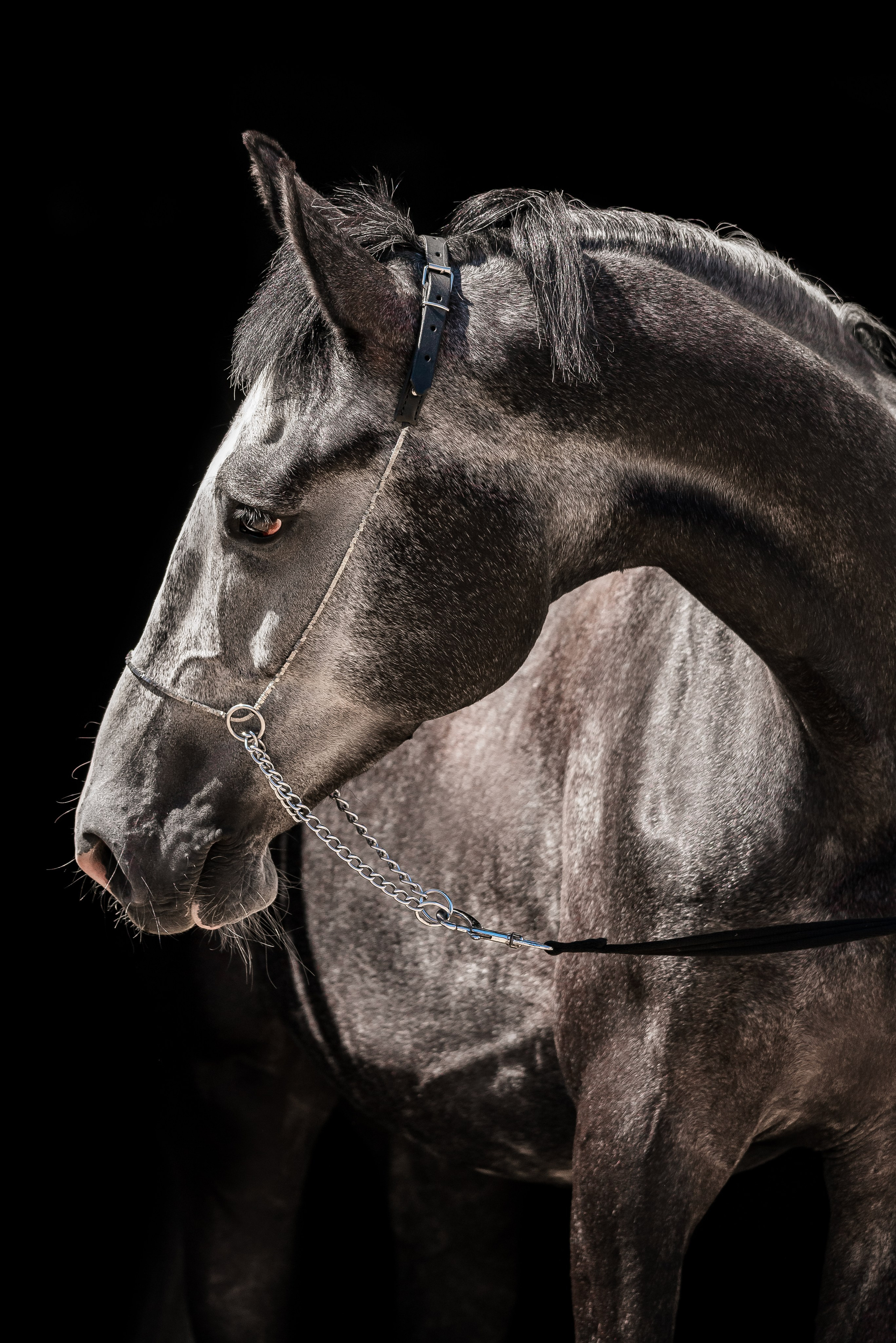 Волхов. Куракина Дарья • Конный фотограф