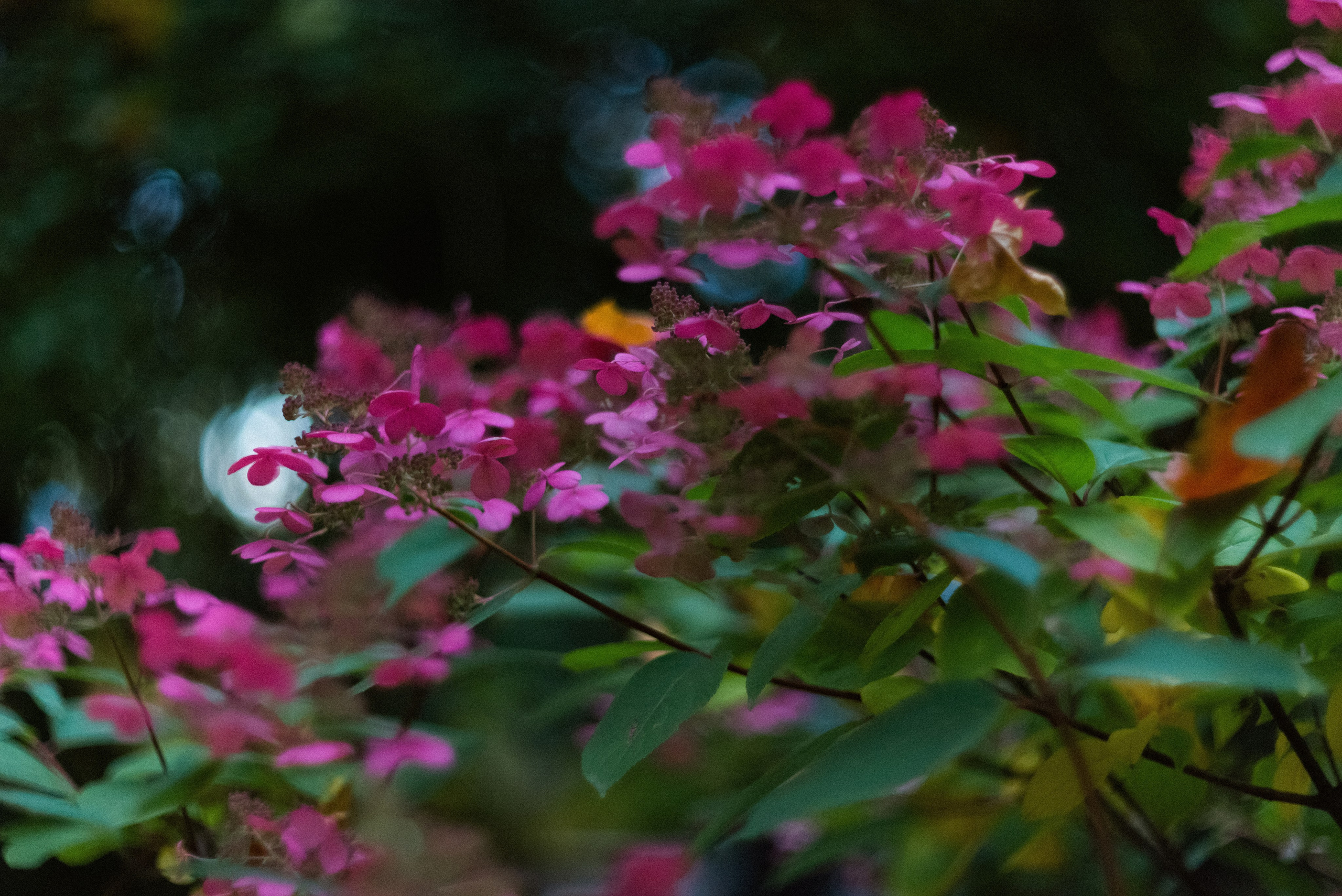 Autumn. Свадебный фотограф Санкт-Петербург DanyaPhotoart