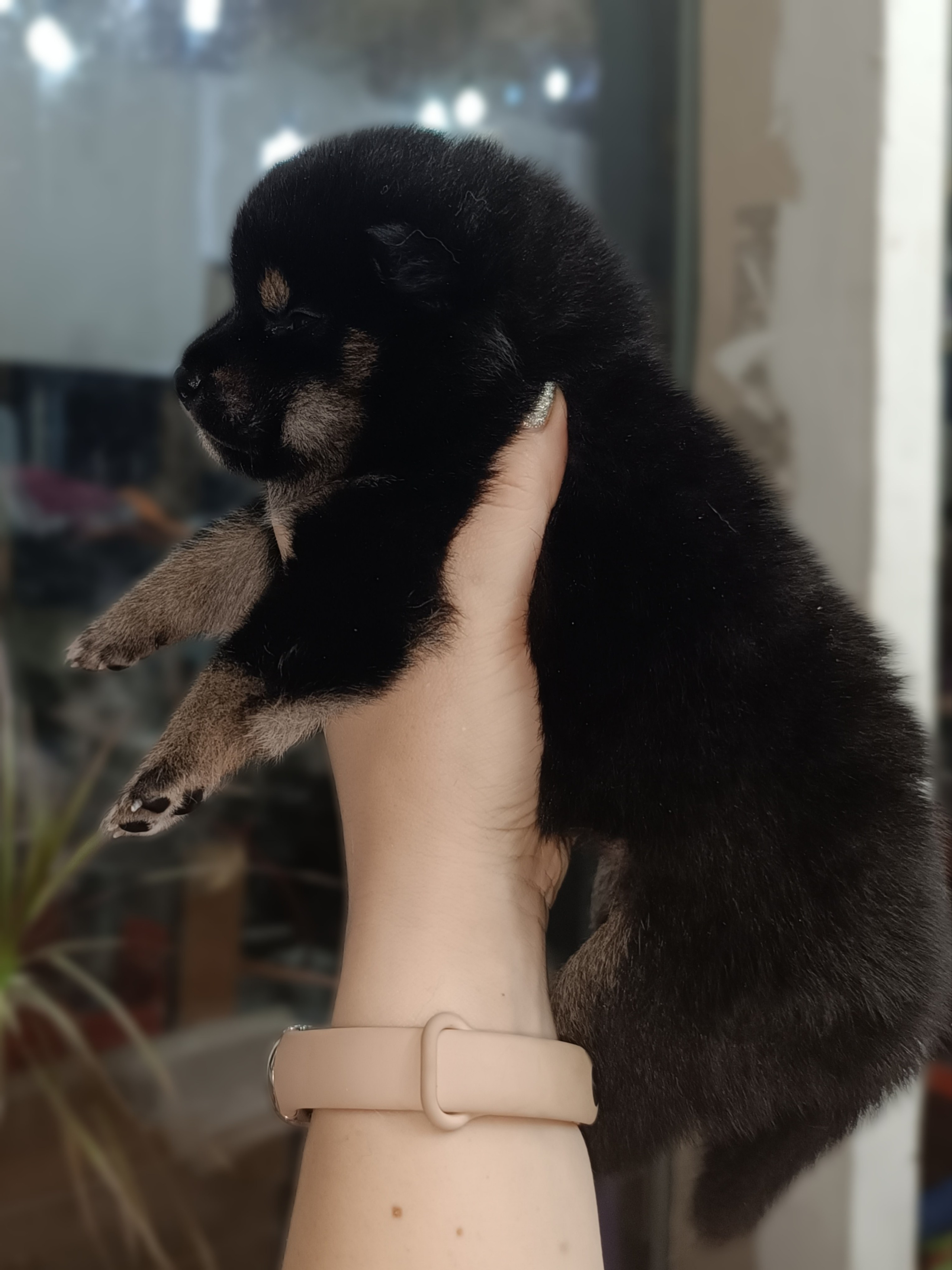 Сиба Rubylight Olivia питомник Рубилайт