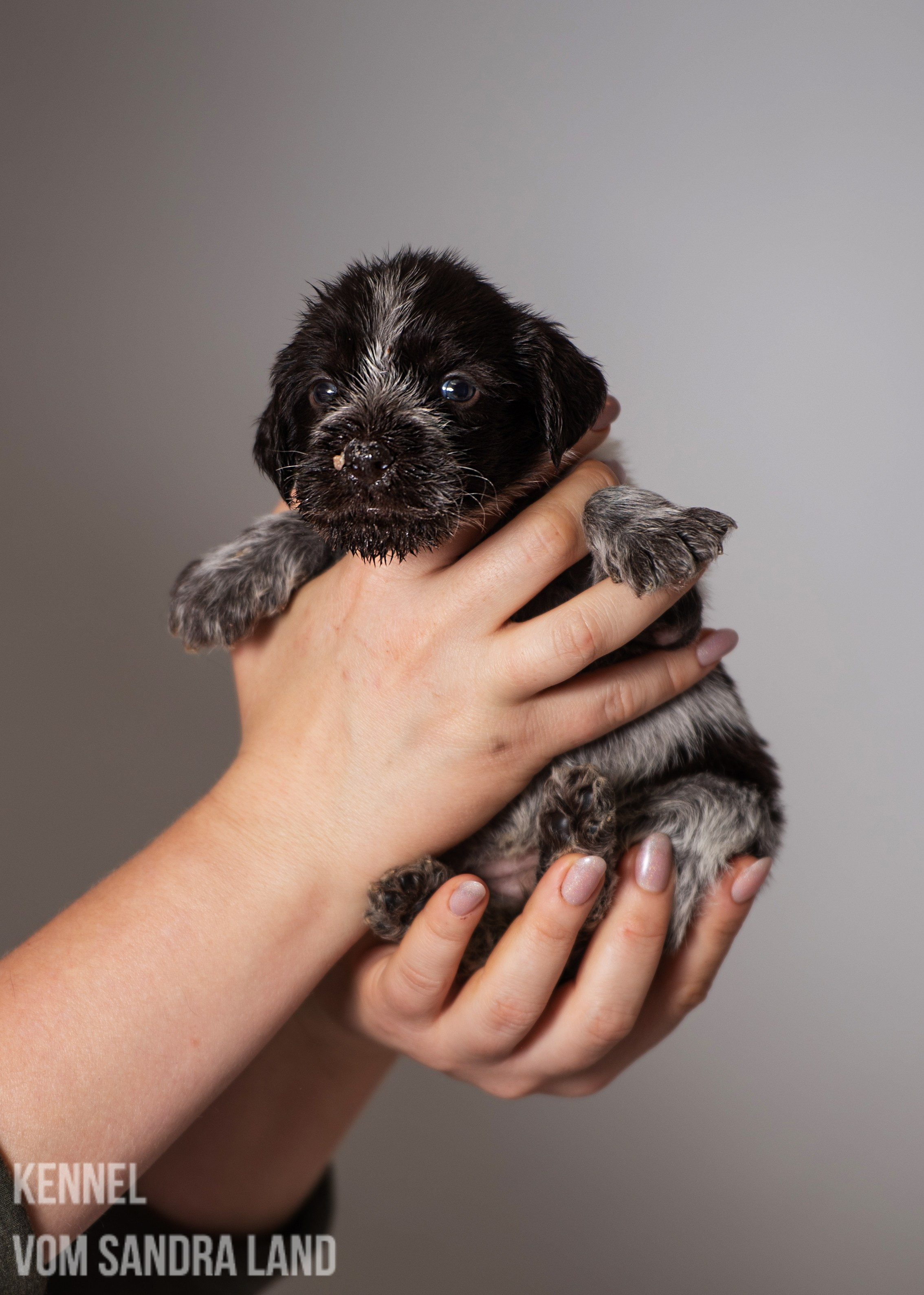 Вейла вом Сандра Лэнд, Veila vom Sandra Land