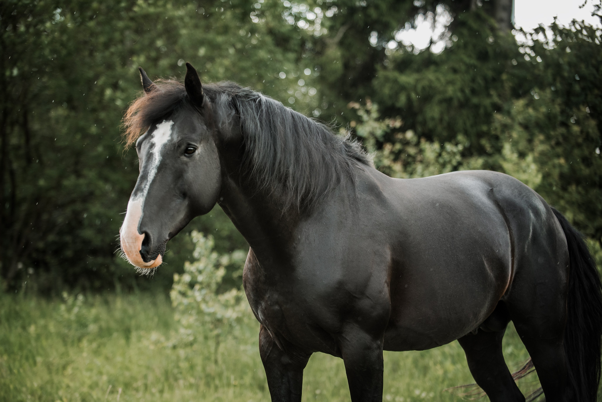 KOMARDINS. Конный фотограф Куракина Дарья • Фотосессии с лошадьми