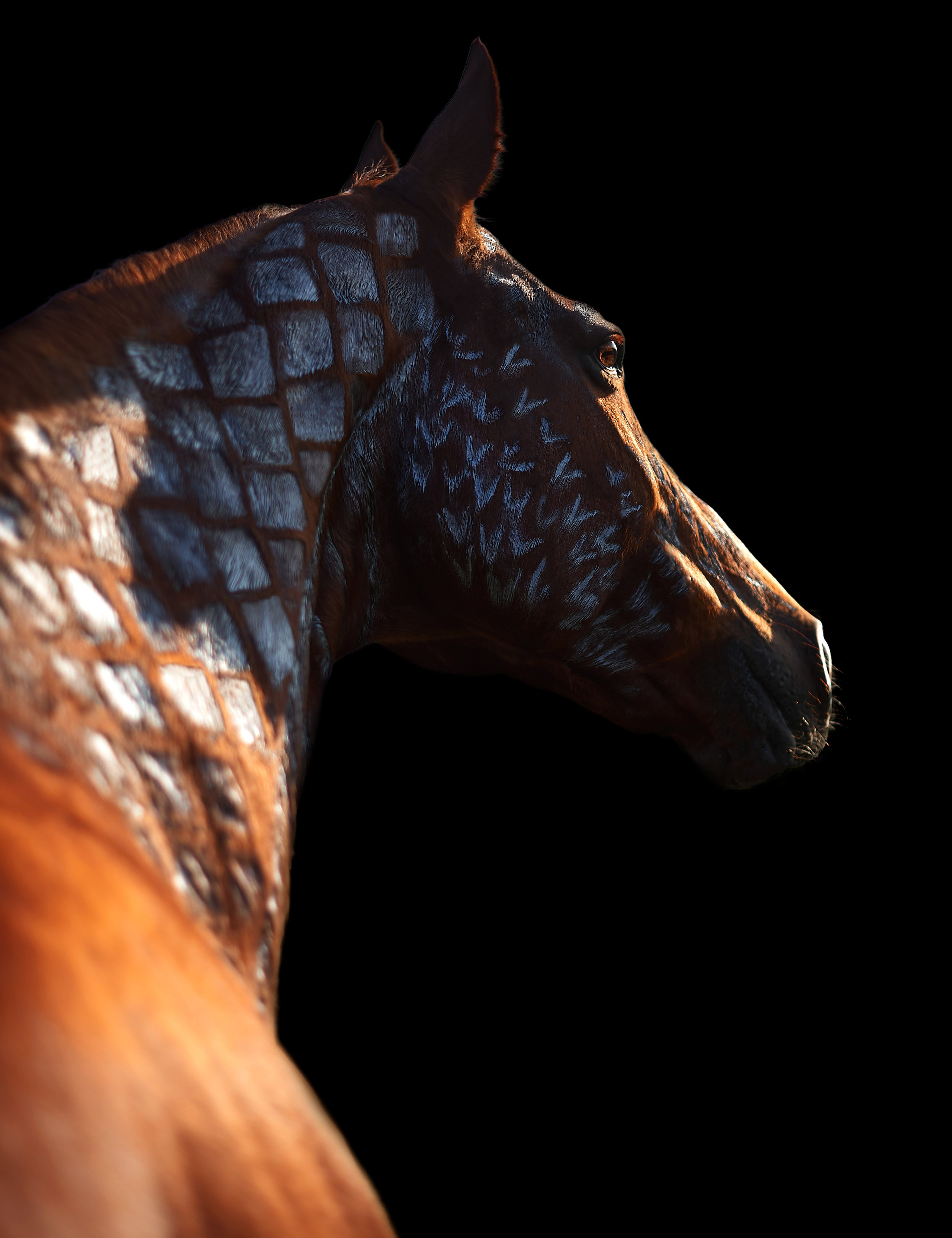 Комфортная. Фотограф в Севастополе