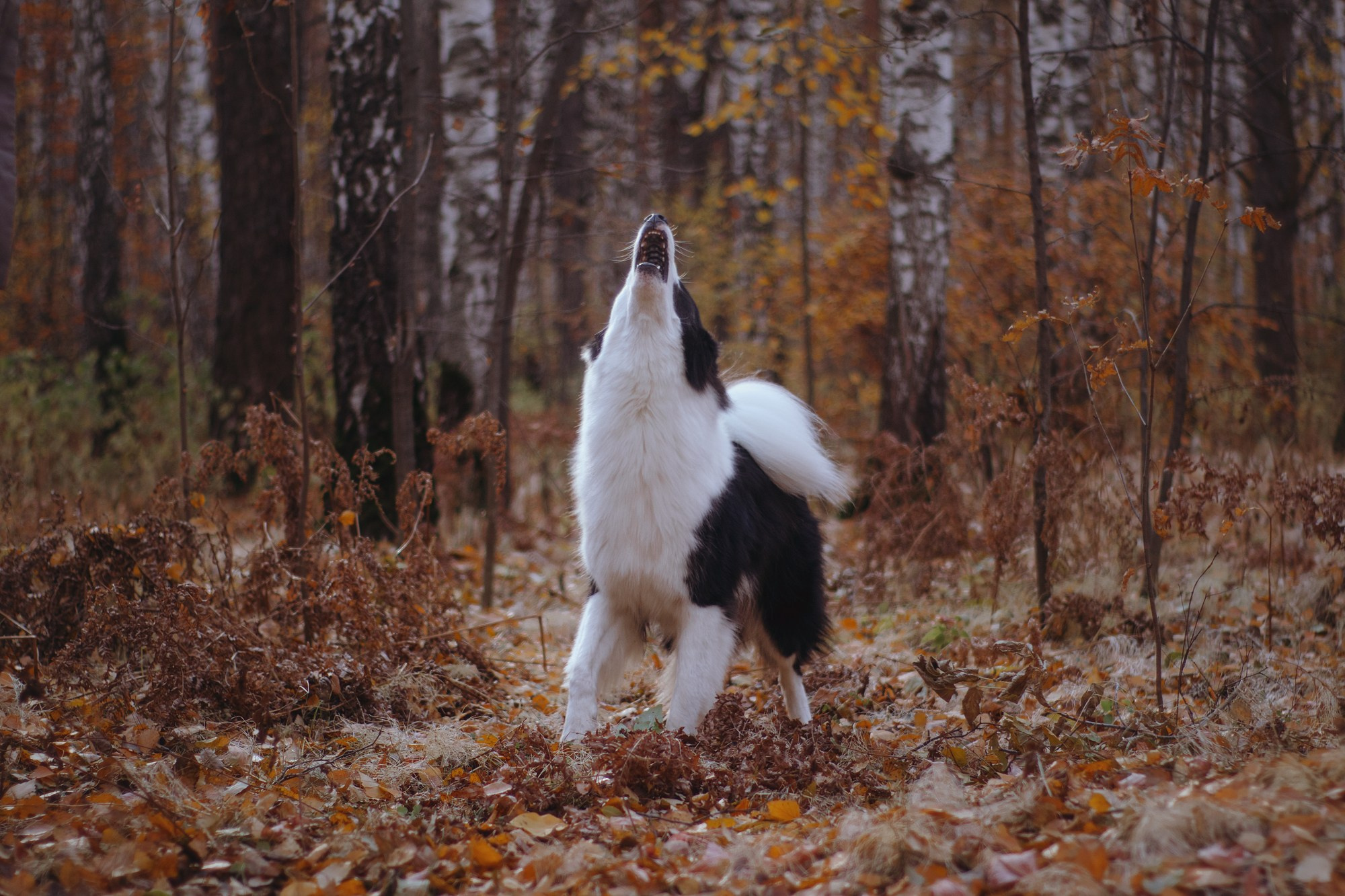 Ликёр. Фотограф в Тюмени Лизавета Сапицкая