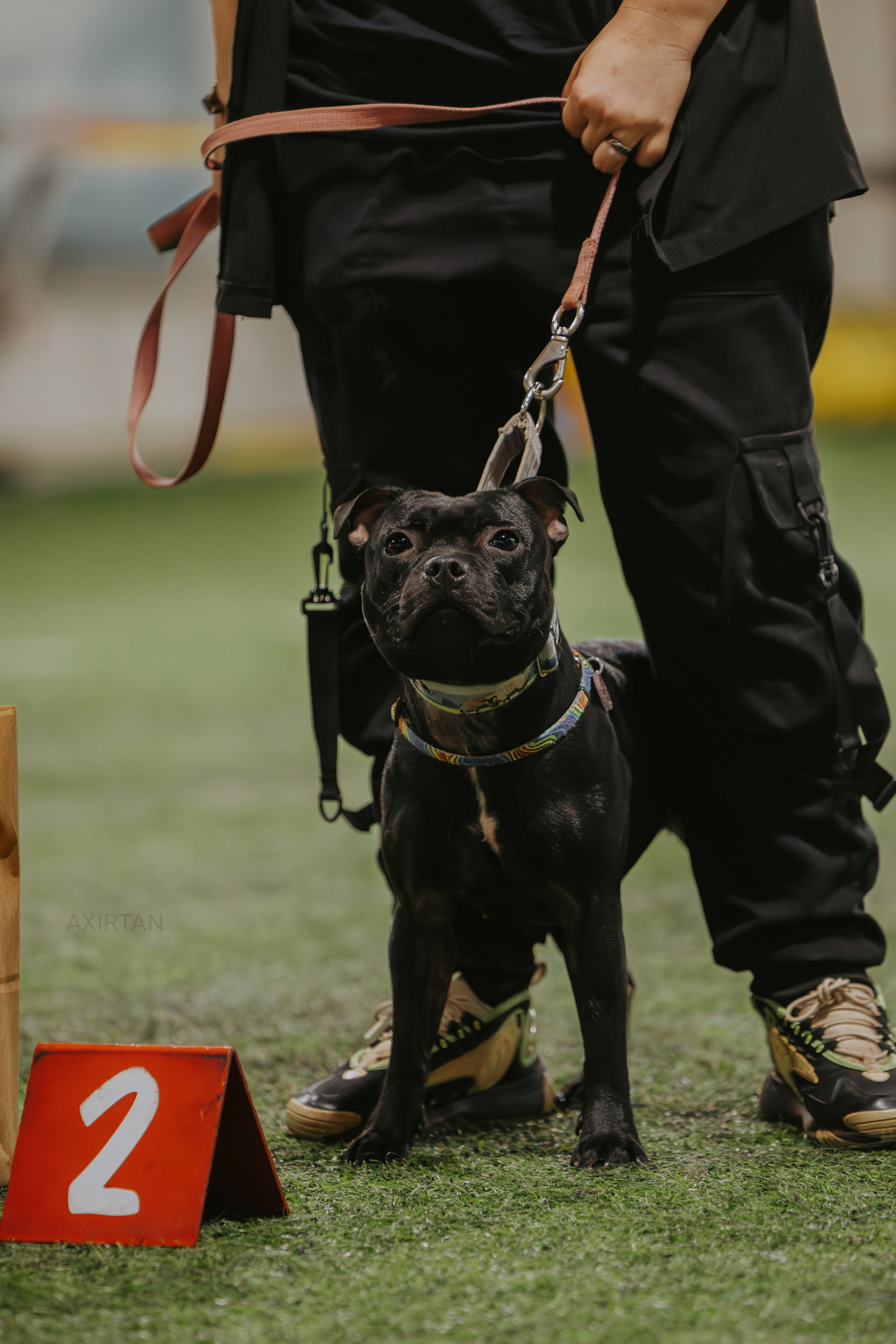 Тсахик. BLGKV питомник собак