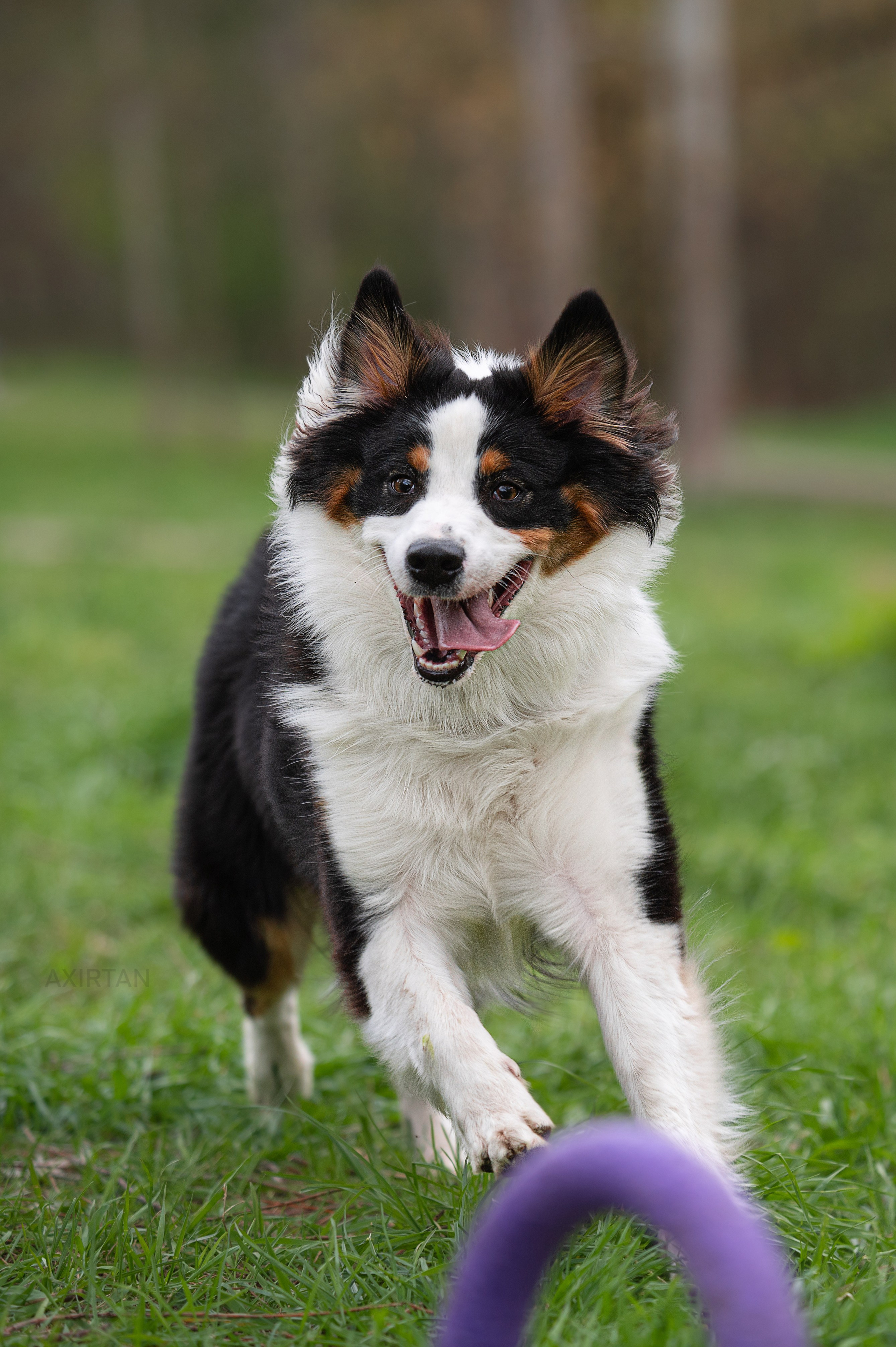 Рави. BLGKV питомник собак