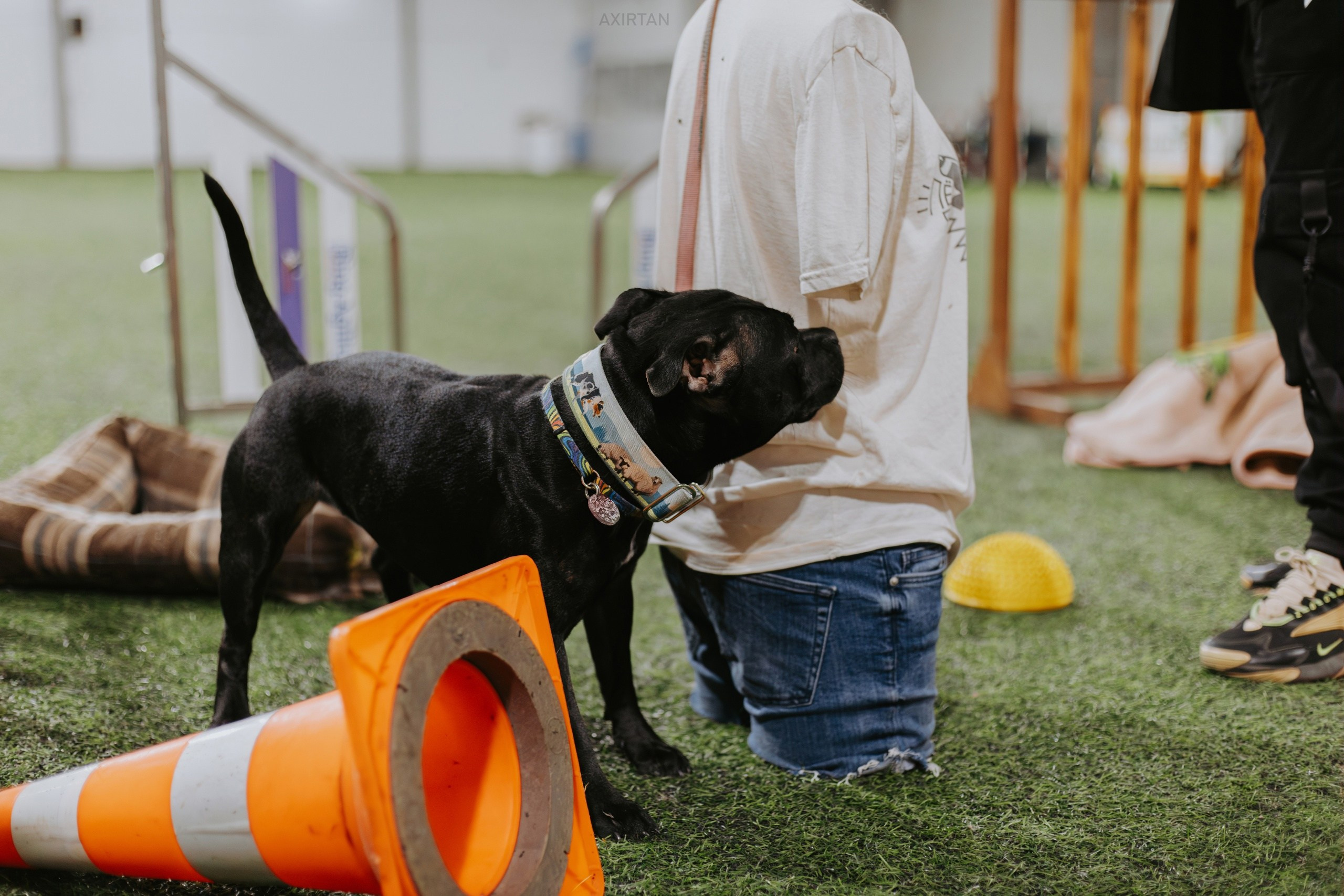 Тсахик. BLGKV питомник собак