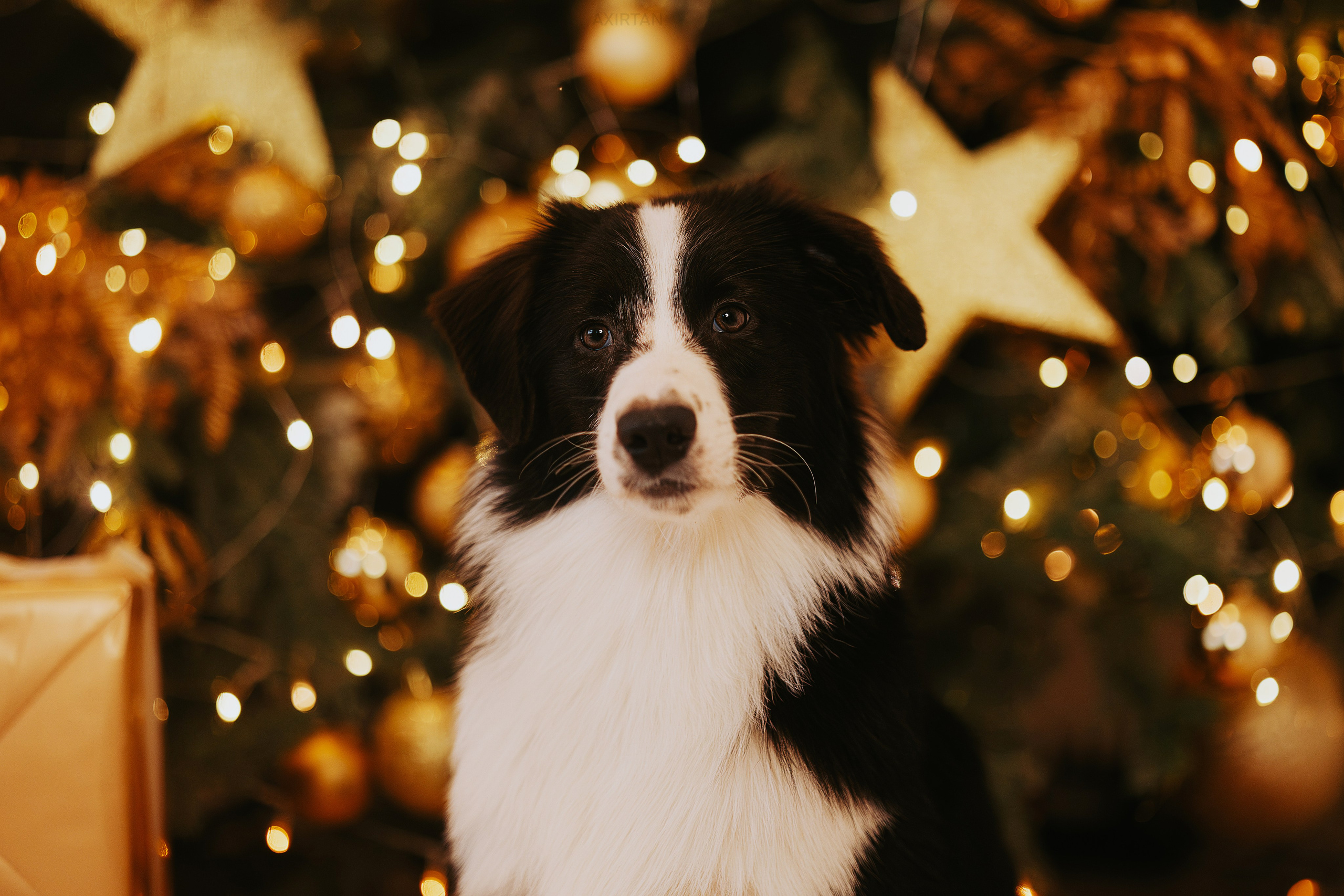 Кубрау. BLGKV питомник собак