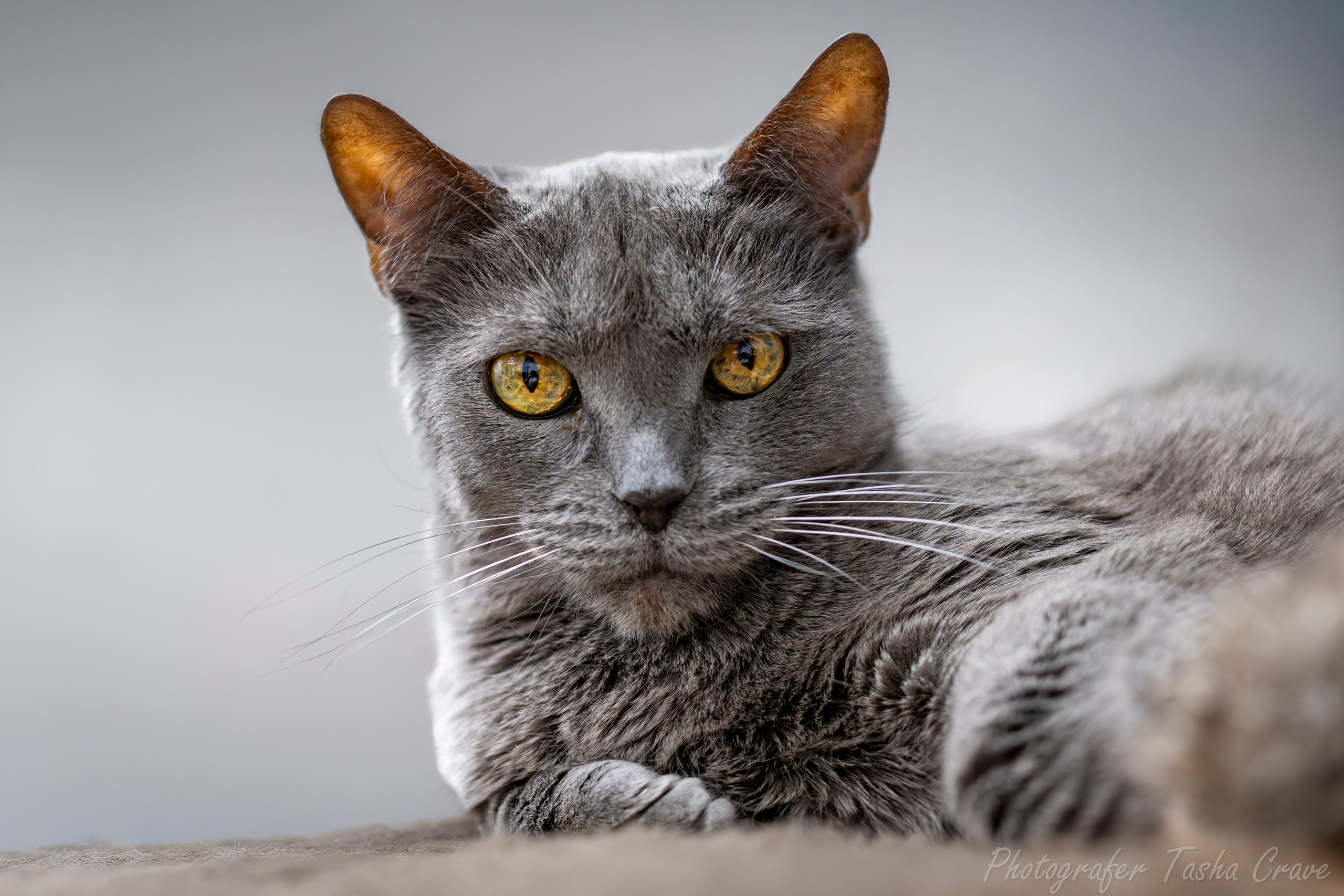 Фотограф анималист в Санкт-Петербурге Таша Крейв