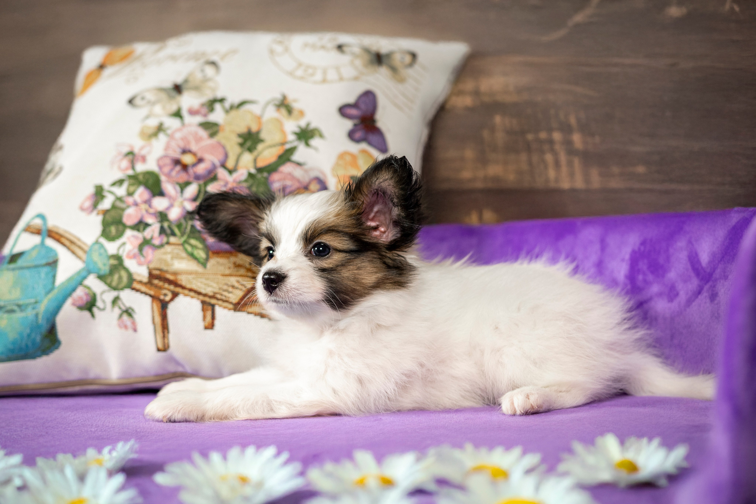 Щенки Папильона. Фотограф анималист в Санкт-Петербурге Таша Крейв