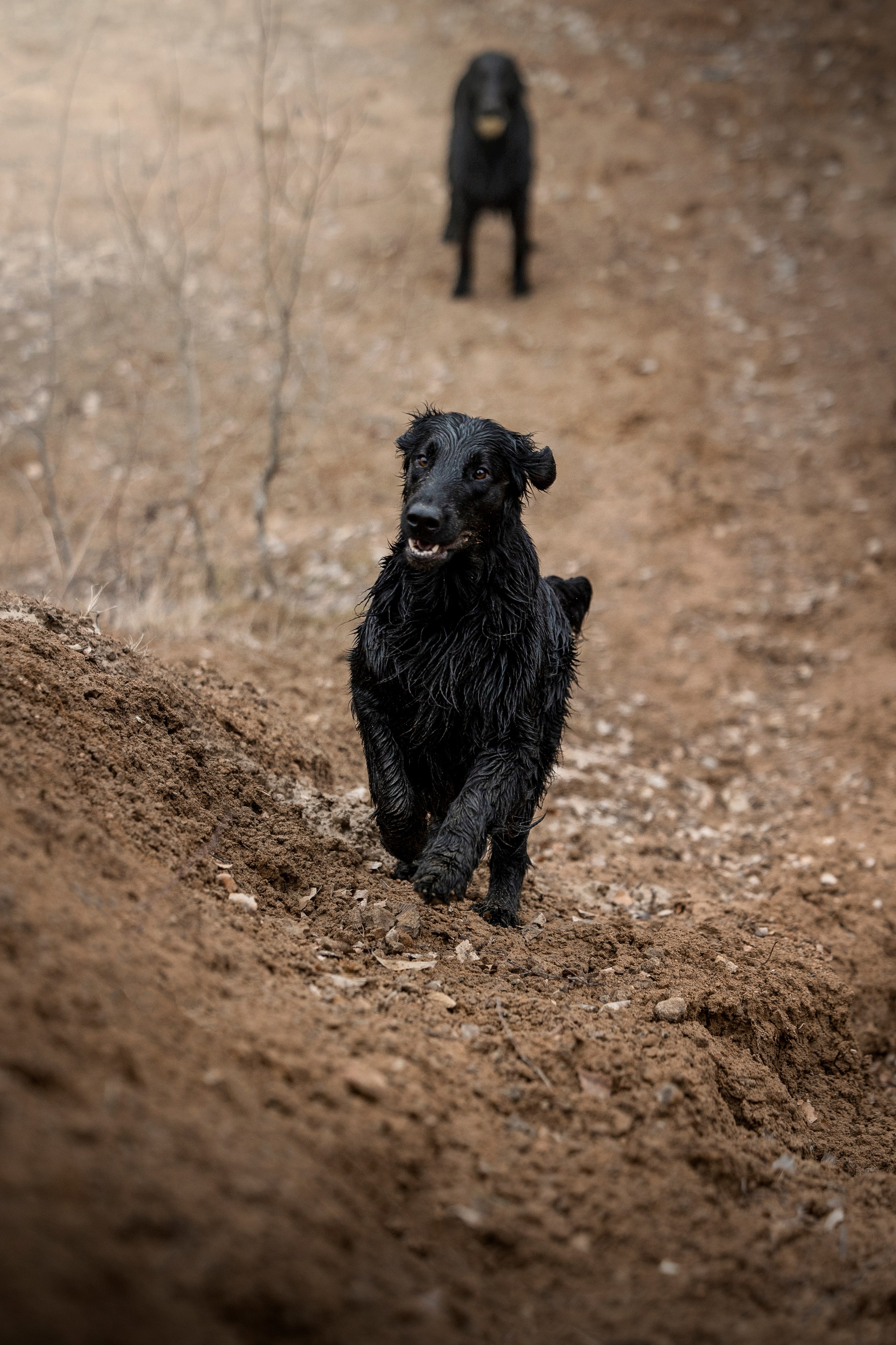 Ора, Ева, Рози и их семья. Фотограф — Анималист | Санкт-Петербург