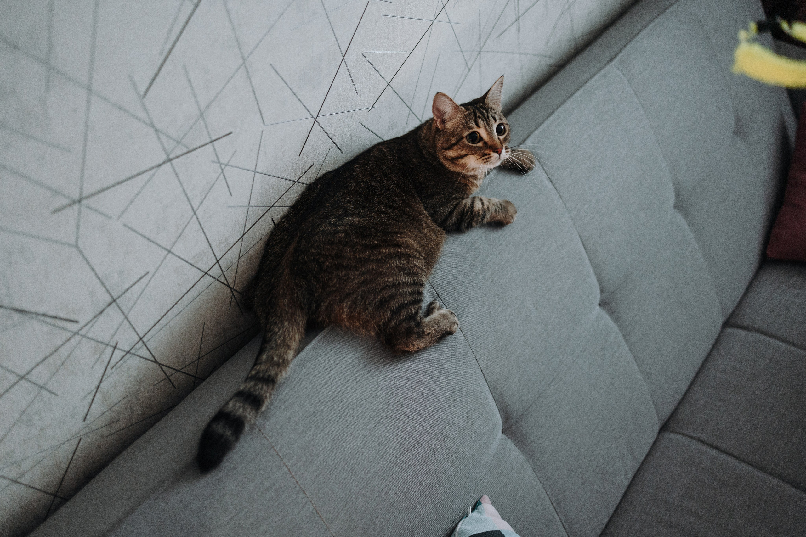 Мася и ее семья. Фотограф — Анималист | Санкт-Петербург