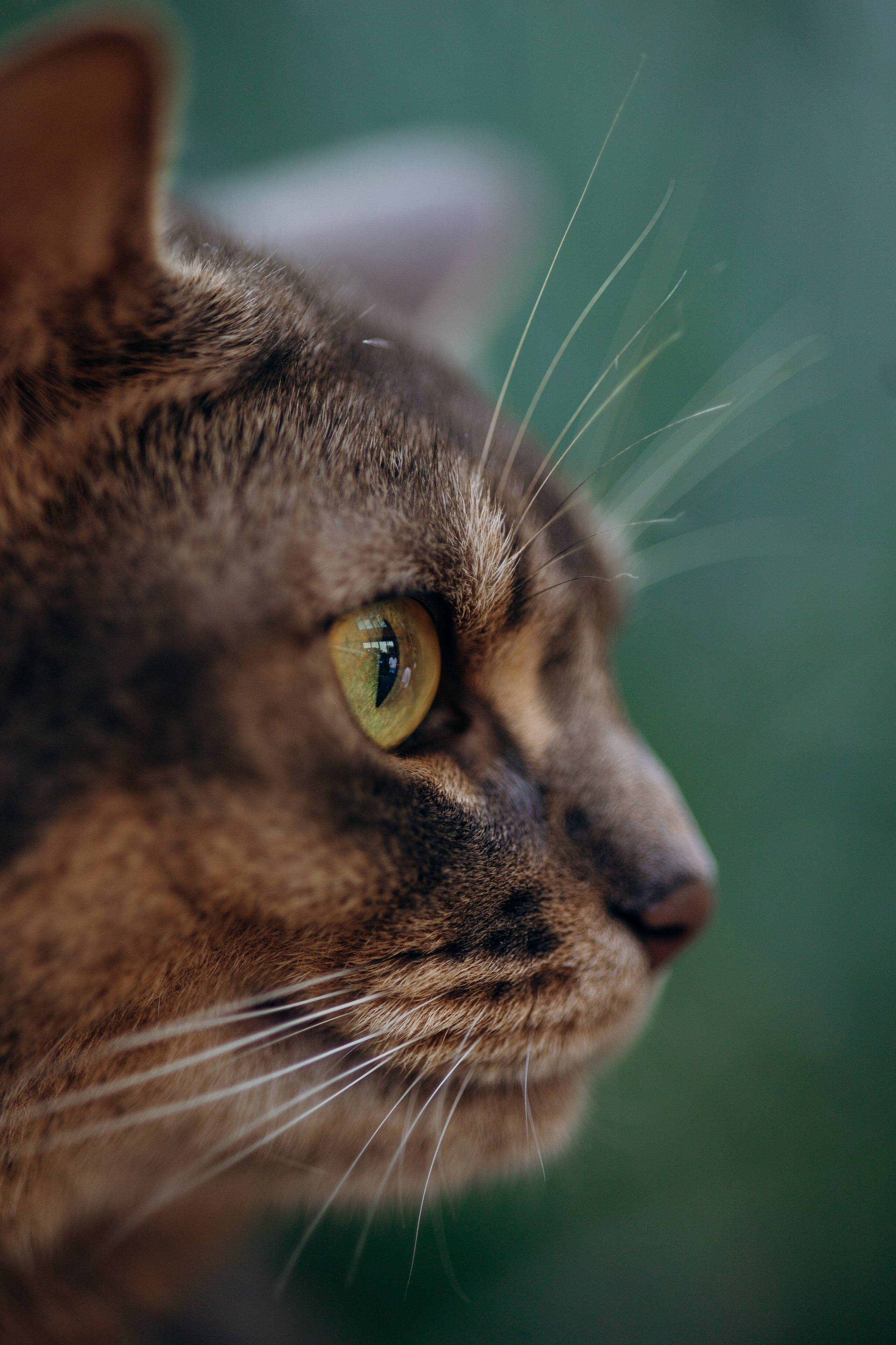 Циско и его семья. Фотограф — Анималист | Санкт-Петербург