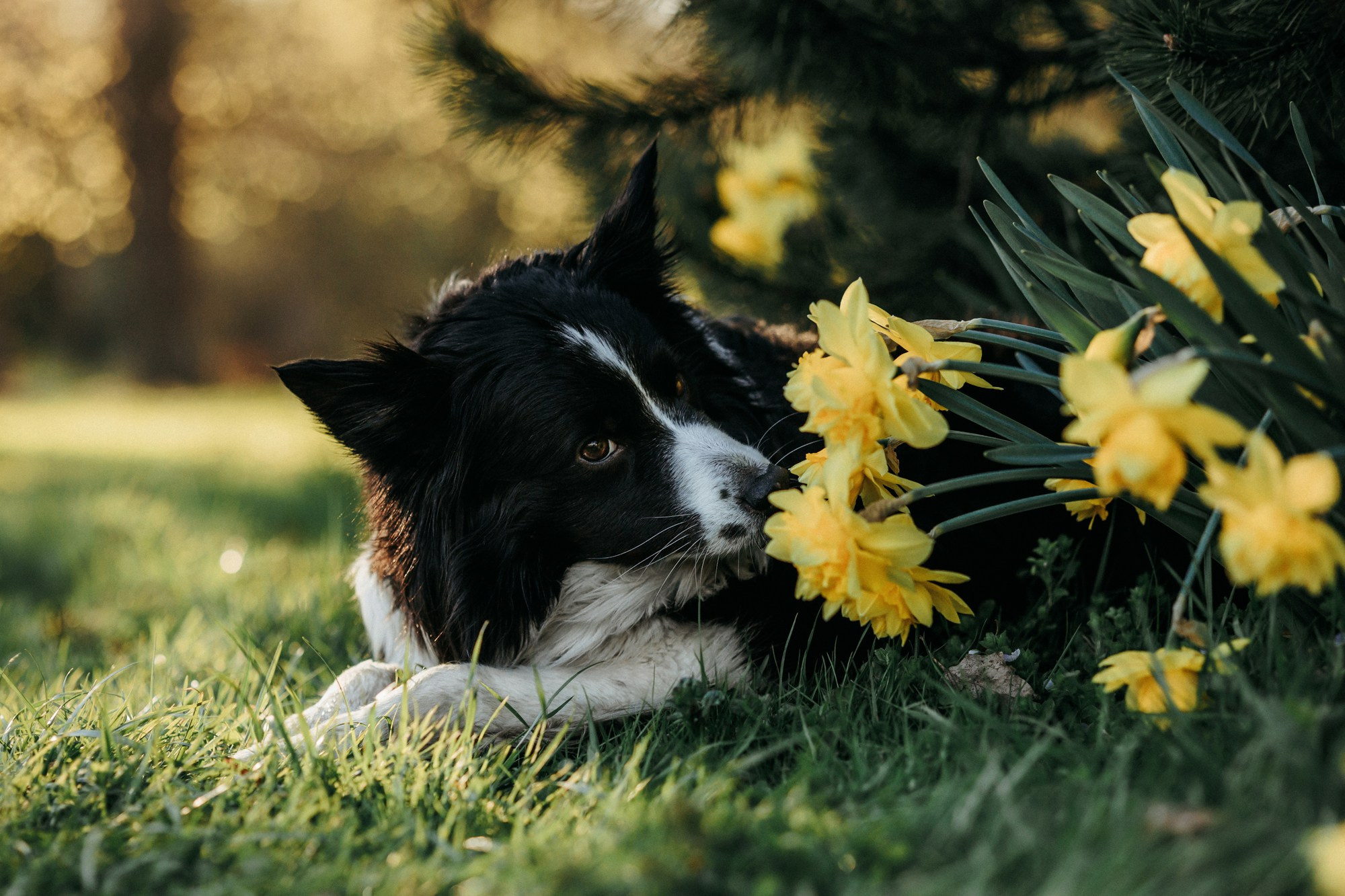 Аня и Иден. Фотограф-анималист Елена Радченко, Москва