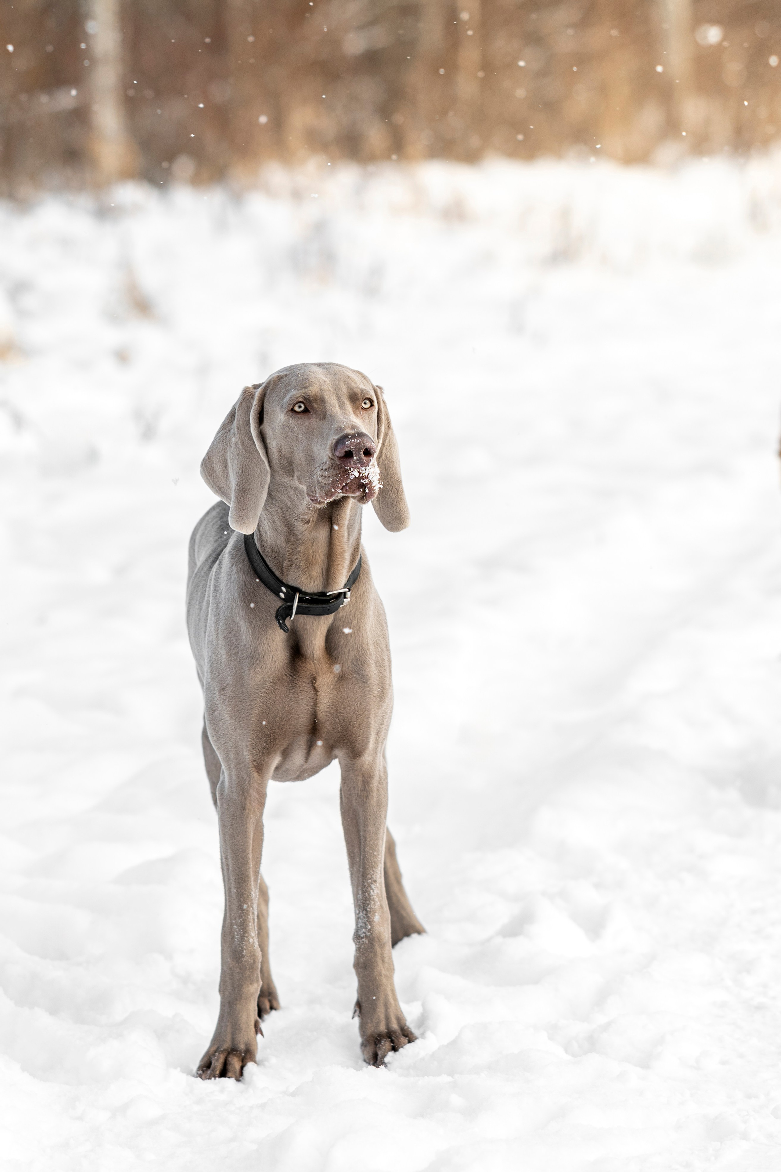Фотопрогулка с красивой собакой. Фотограф анималист в Санкт-Петербурге Таша Крейв