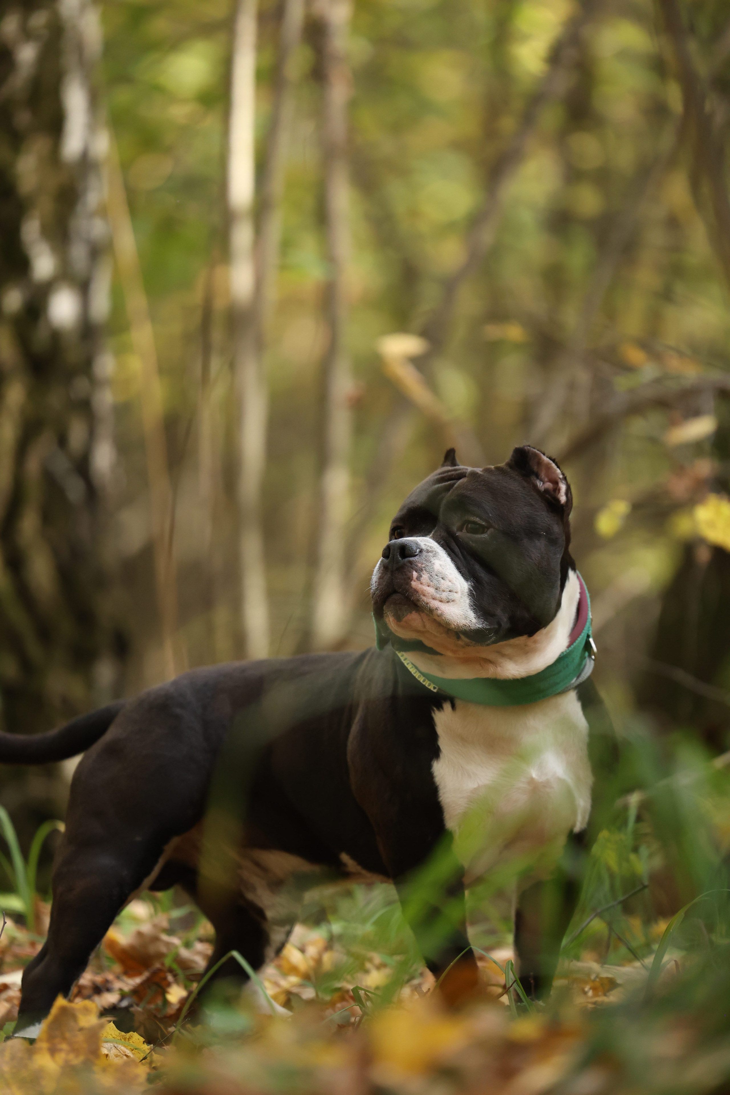 Бумер. Виктория Михайловская. Фотограф-анималист. Москва
