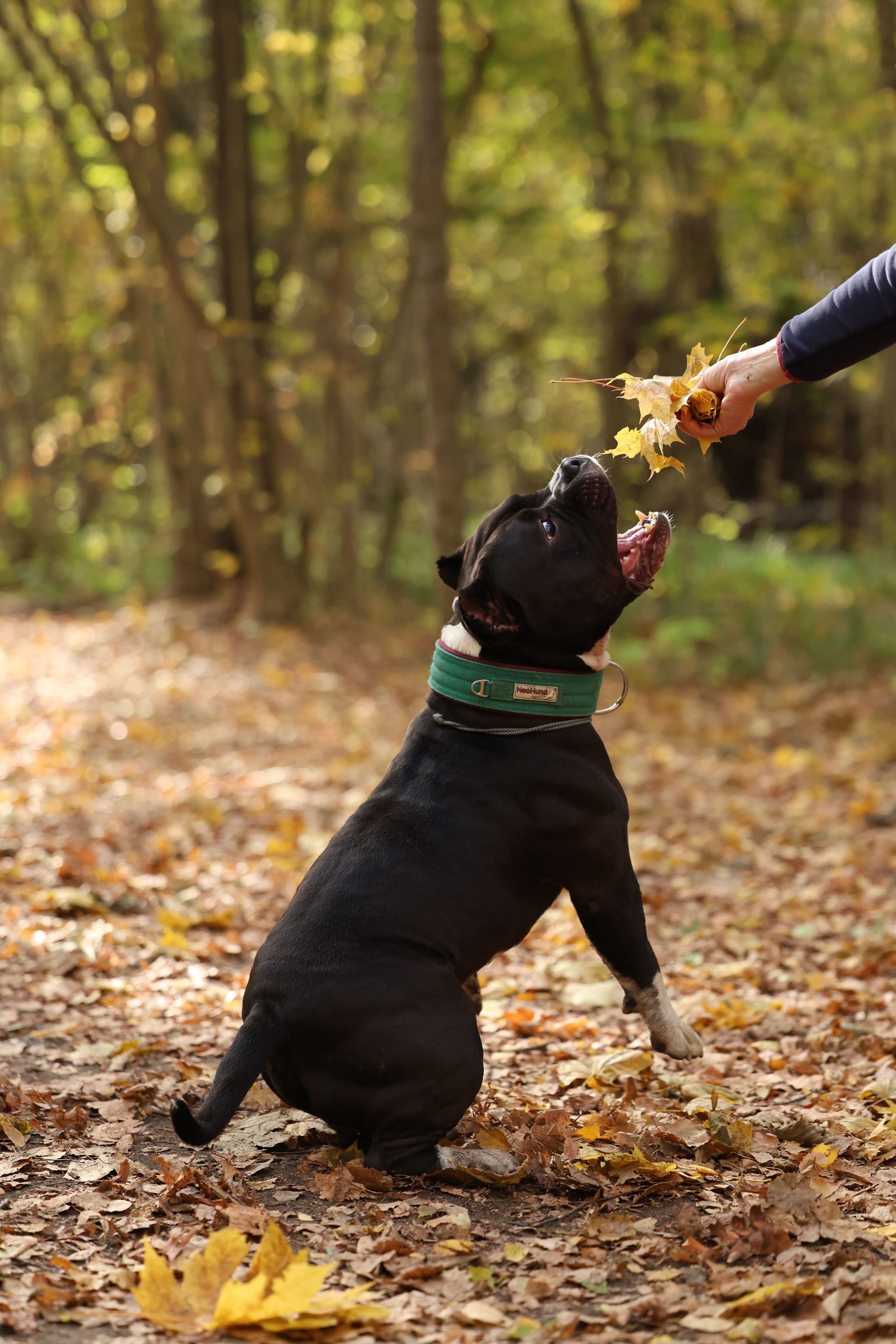 Бумер. Виктория Михайловская. Фотограф-анималист. Москва