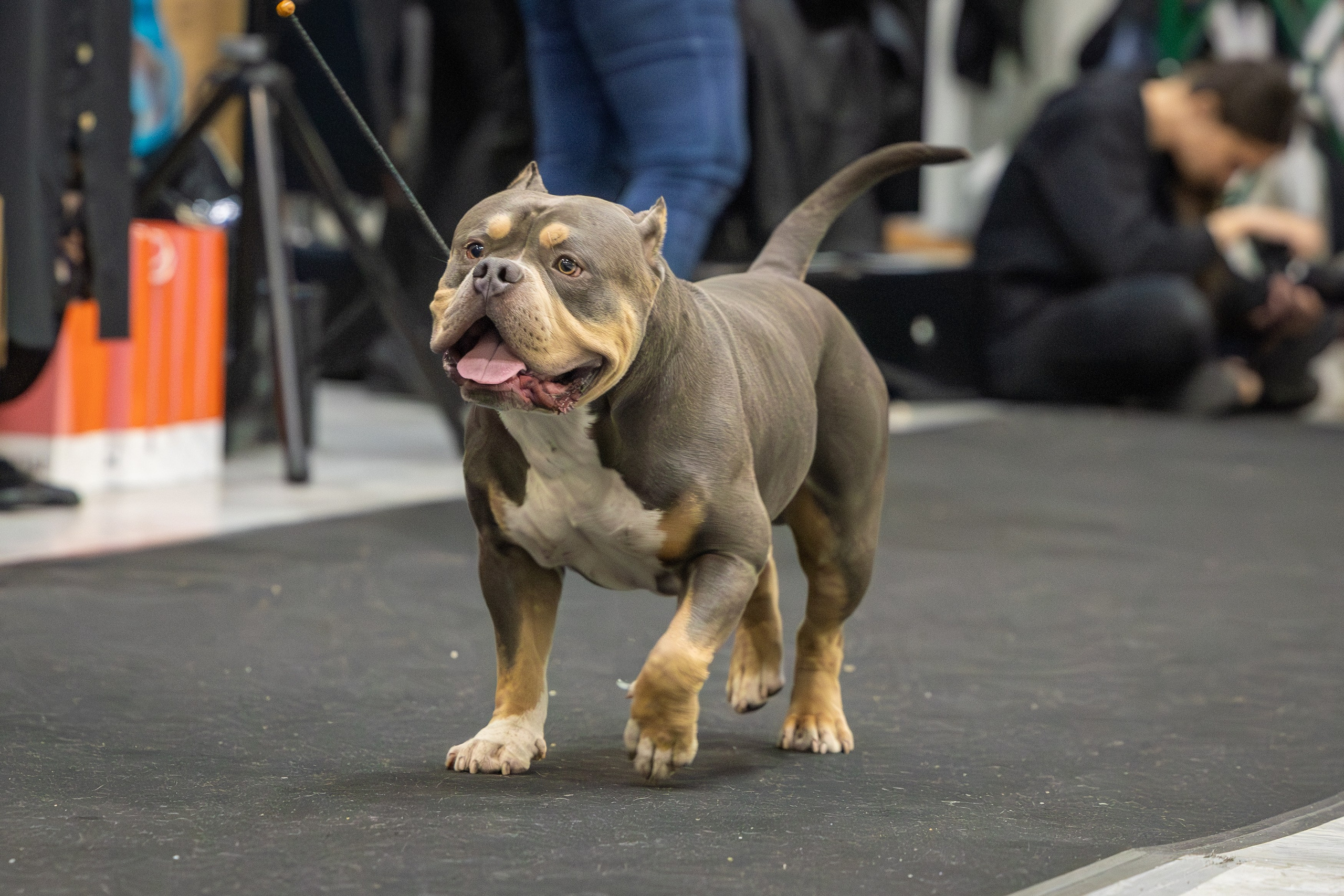 АВКС. Виктория Михайловская. Фотограф-анималист. Москва