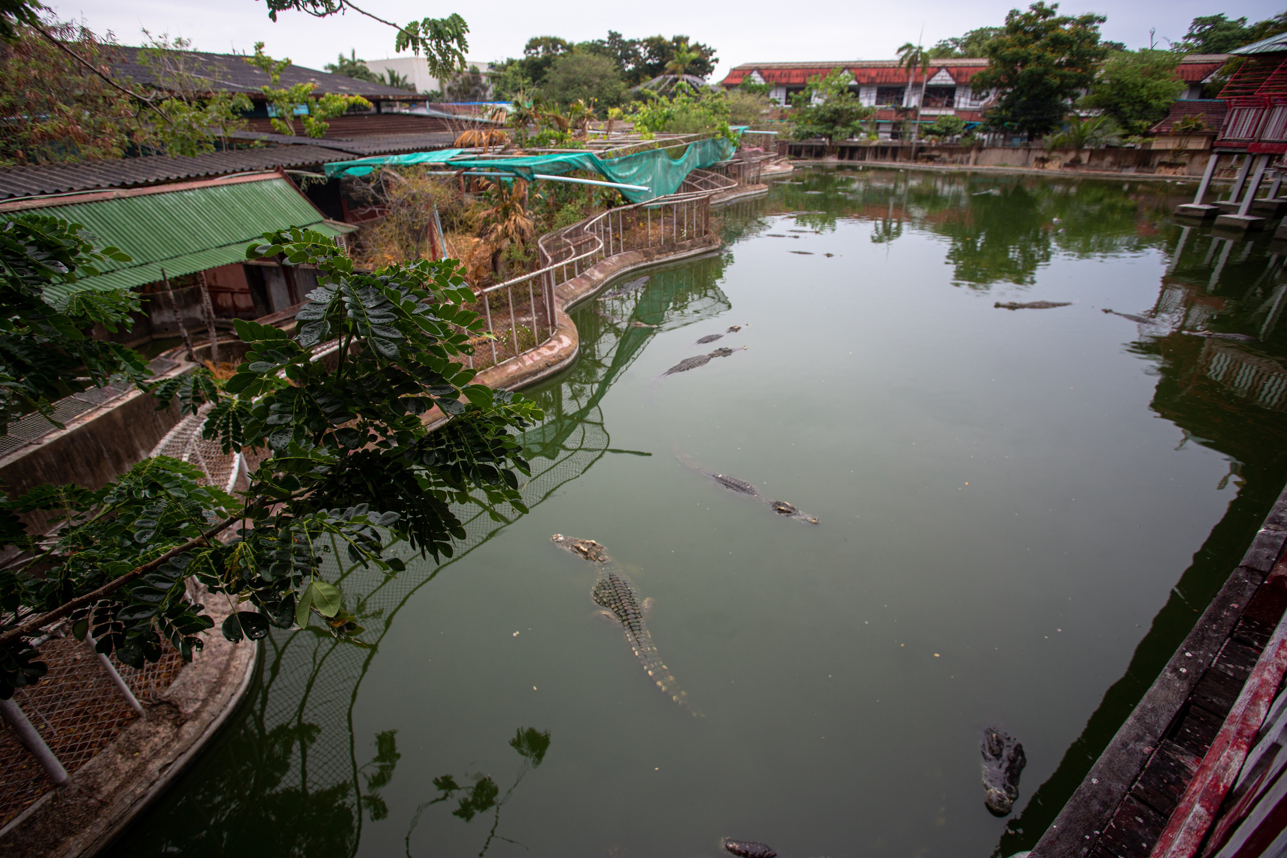Samut Prakan Crocodile Farm & Zoo. Photographer Sonkina Tatiana (Tanya Ash)