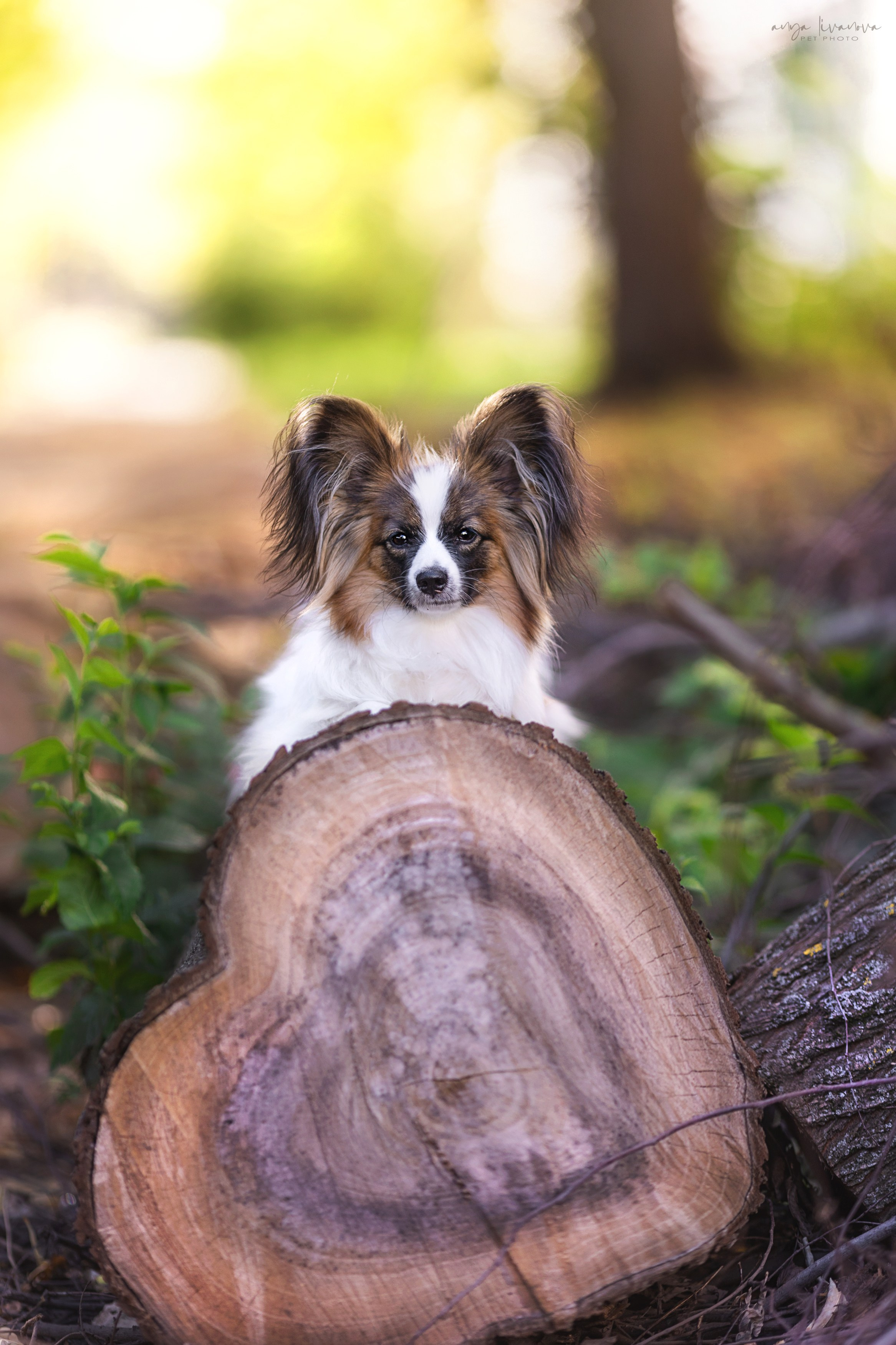 Хьюстон. Фотограф анималист Аня Ливанова | Рыбинск