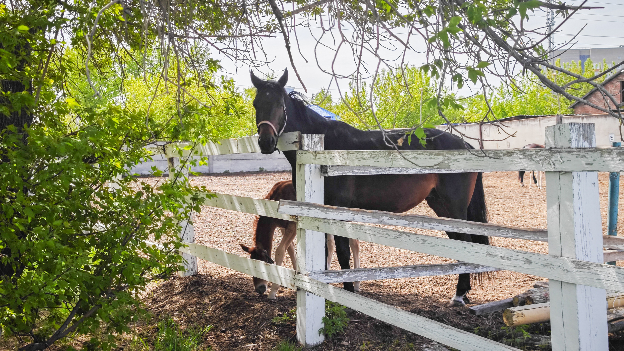 Красноярский ипподром. Открытие сезона 2025. Игорь Урывский. Фотограф Красноярск