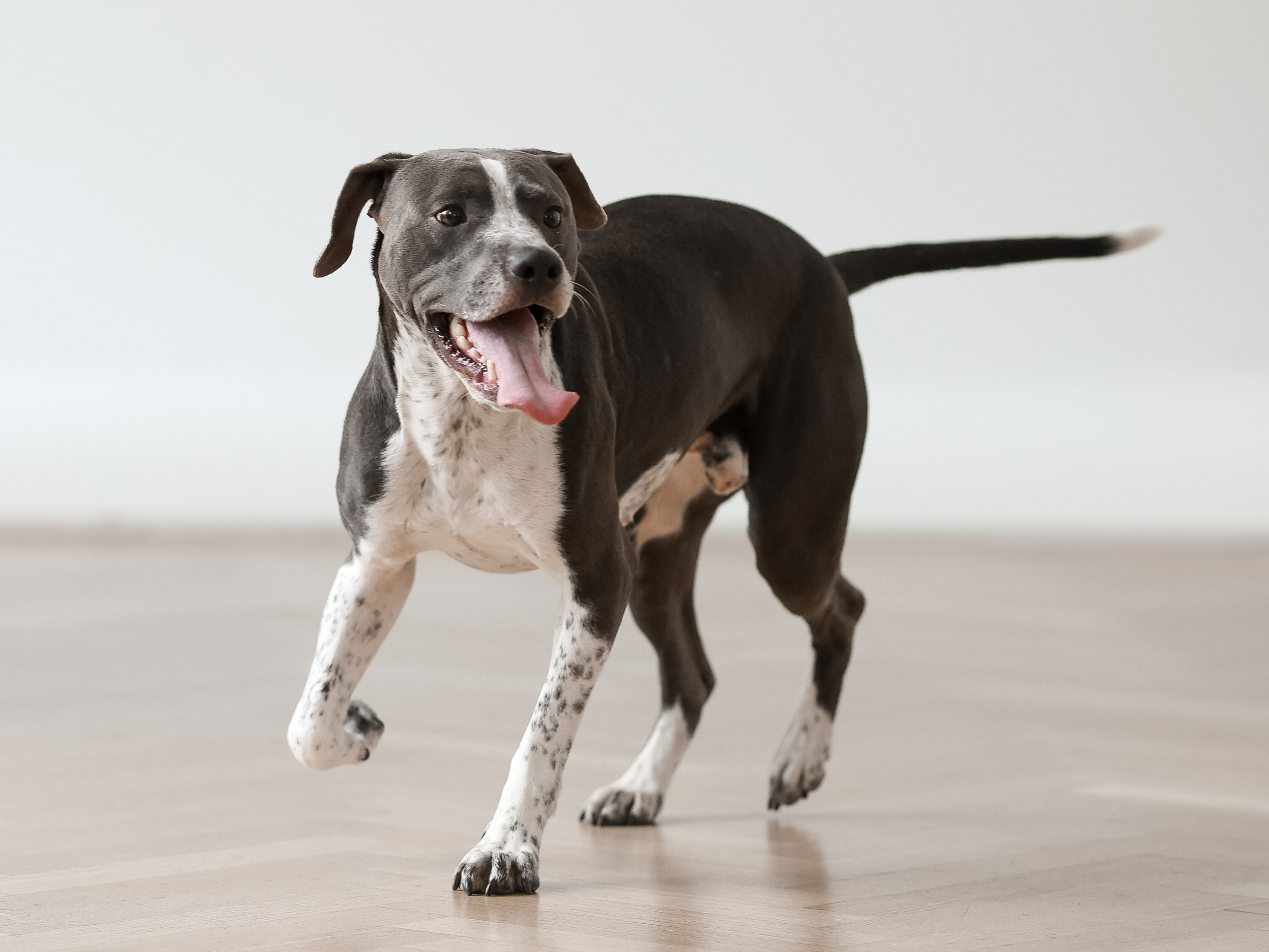 Тортик Даша и Никита. Фотограф-анималист в Москве Кириллова Татьяна