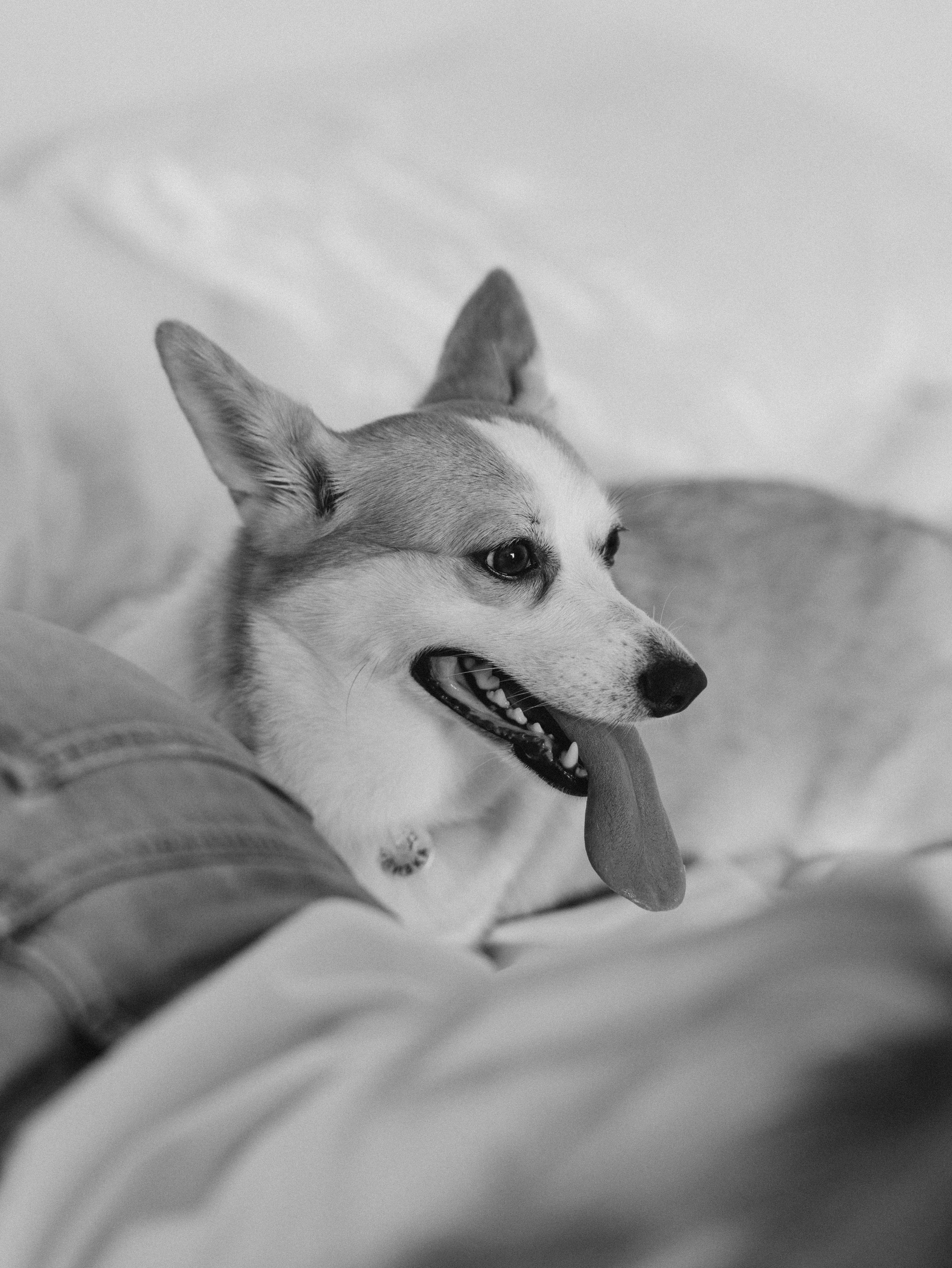 Оливка и Ника. Фотограф-анималист в Москве Кириллова Татьяна