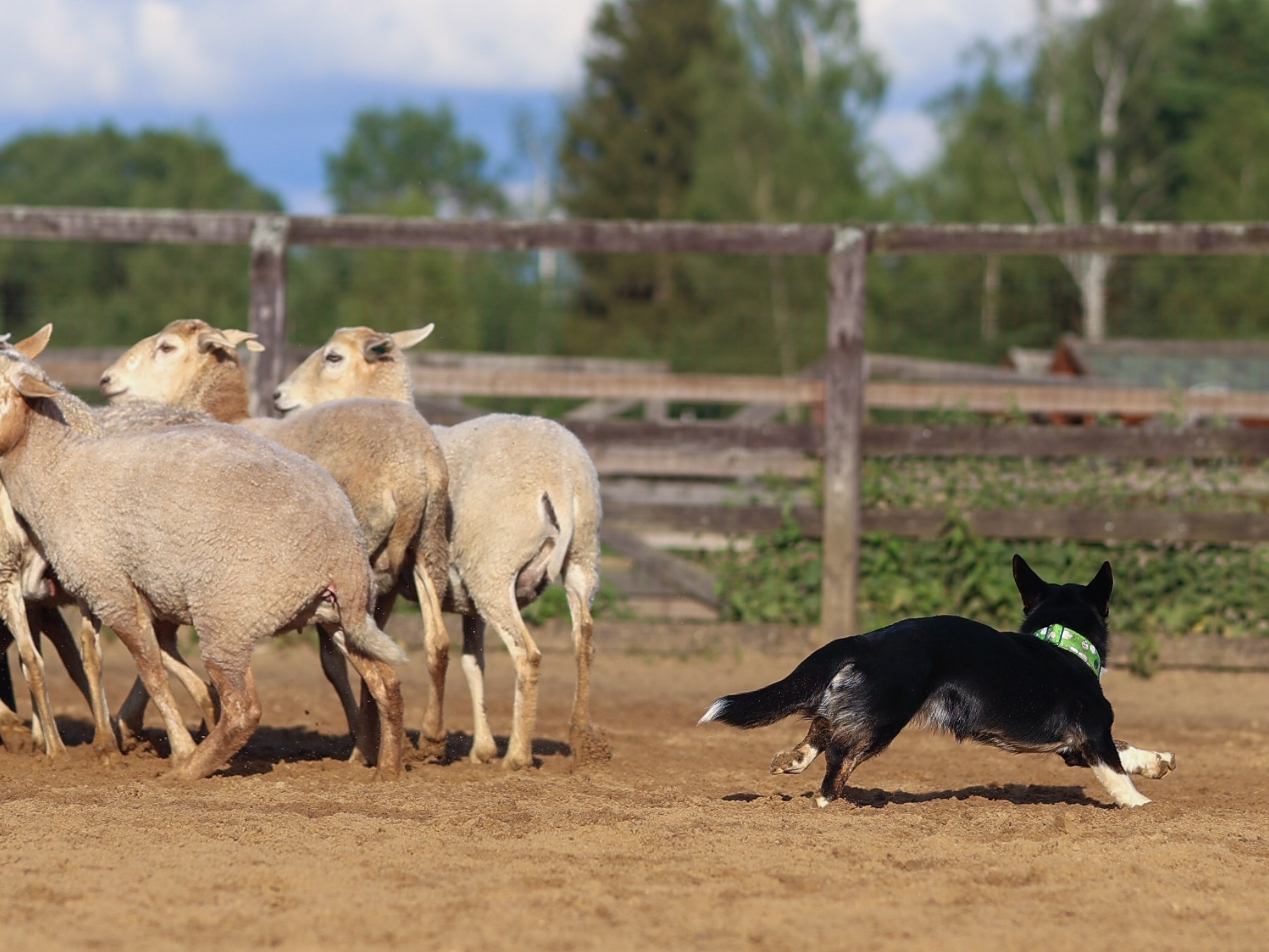 Пастьба. Фотограф-анималист в Москве Кириллова Татьяна