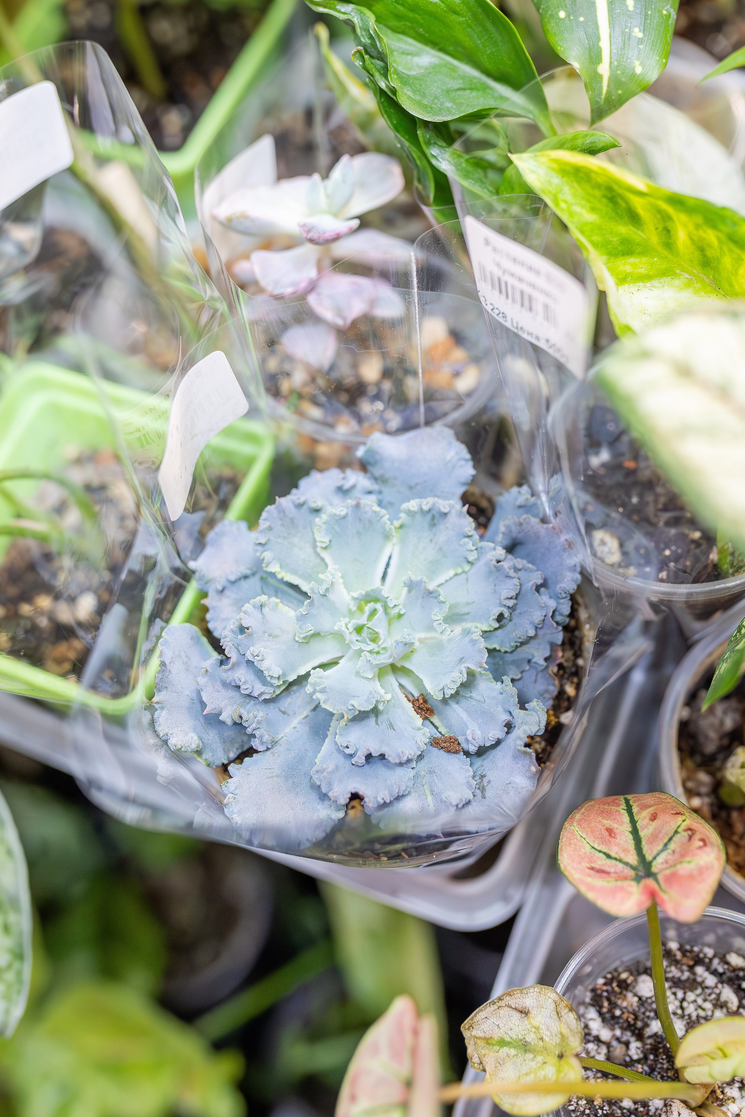 Монстериум апрель 2026. Александра Куликова фотограф, Москва