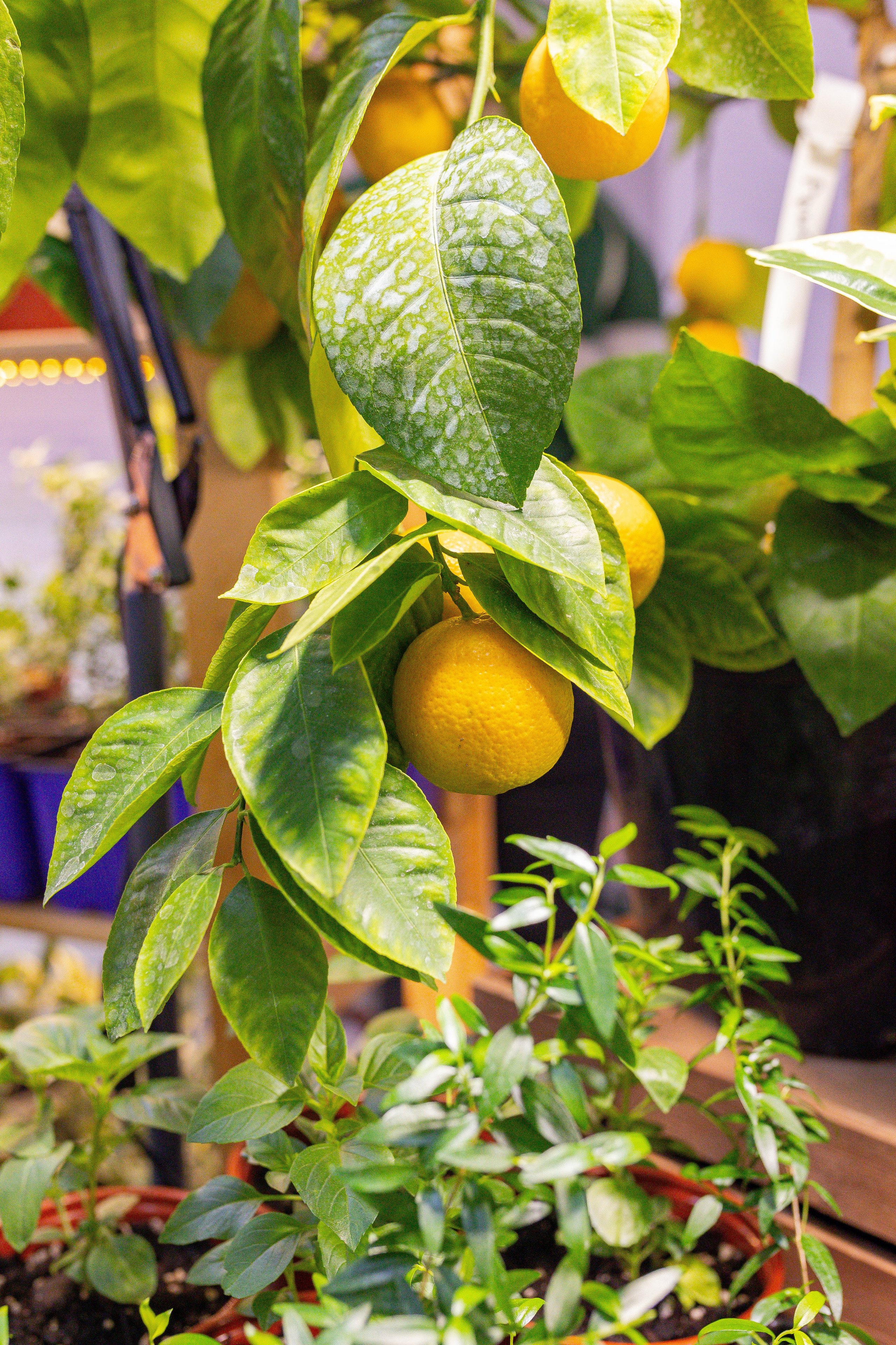 Орхидиум 12.2025. Александра Куликова фотограф, Москва