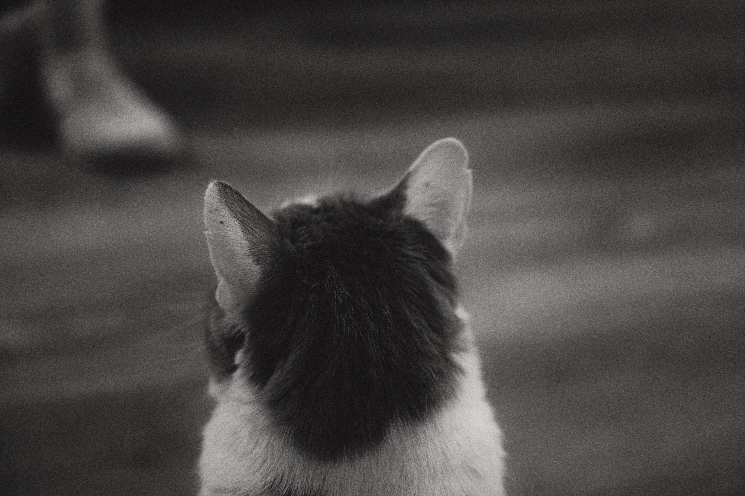 Домашняя фотосессия с питомцами