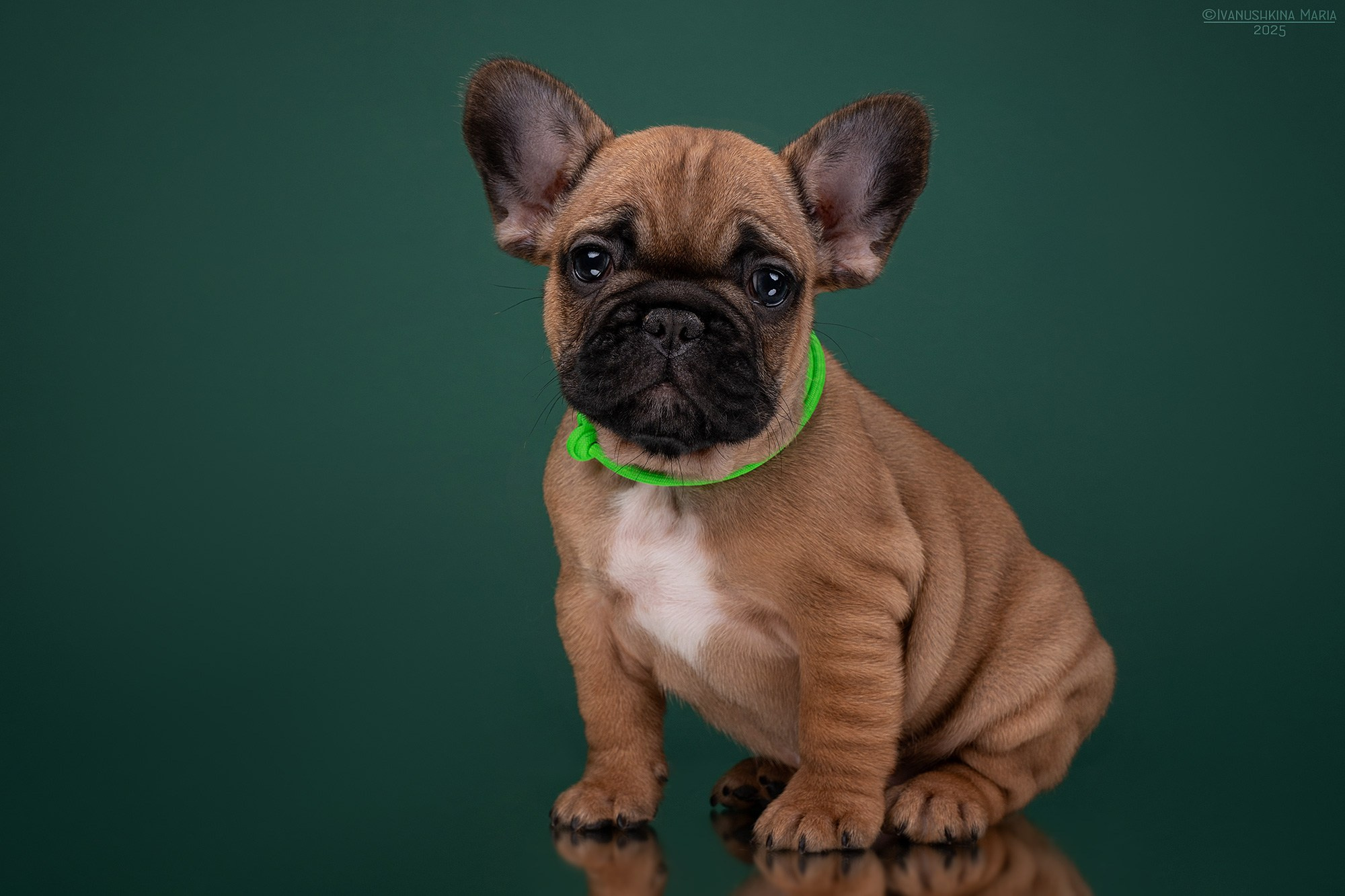 Фотосессия щенков на фонах. Фотограф собак в Москве и Московской области Иванушкина Мария