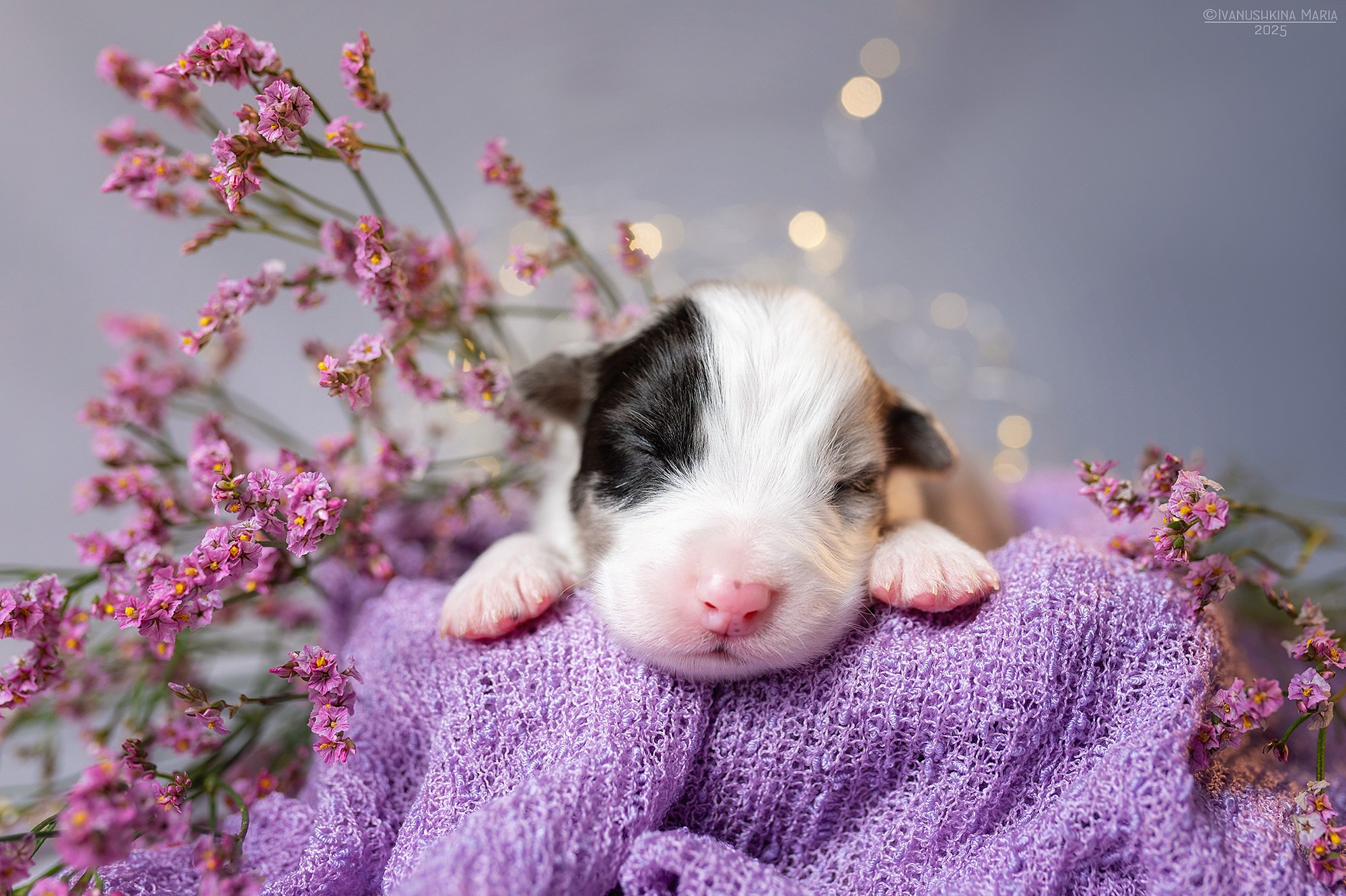 Ньюборн фотосессия щенков. Фотограф собак в Москве и Московской области Иванушкина Мария